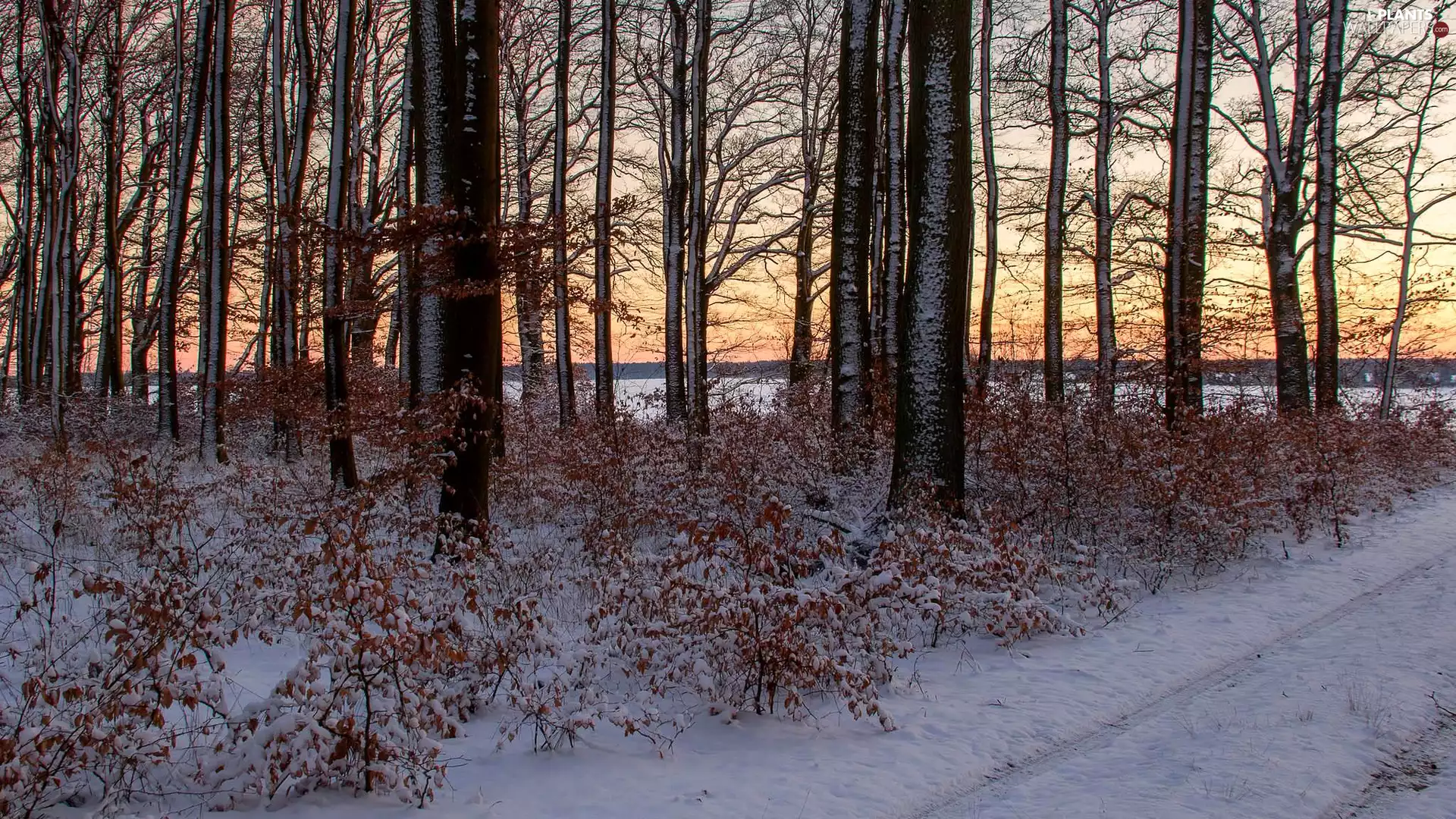 trees, forest, Bush, Way, viewes, winter