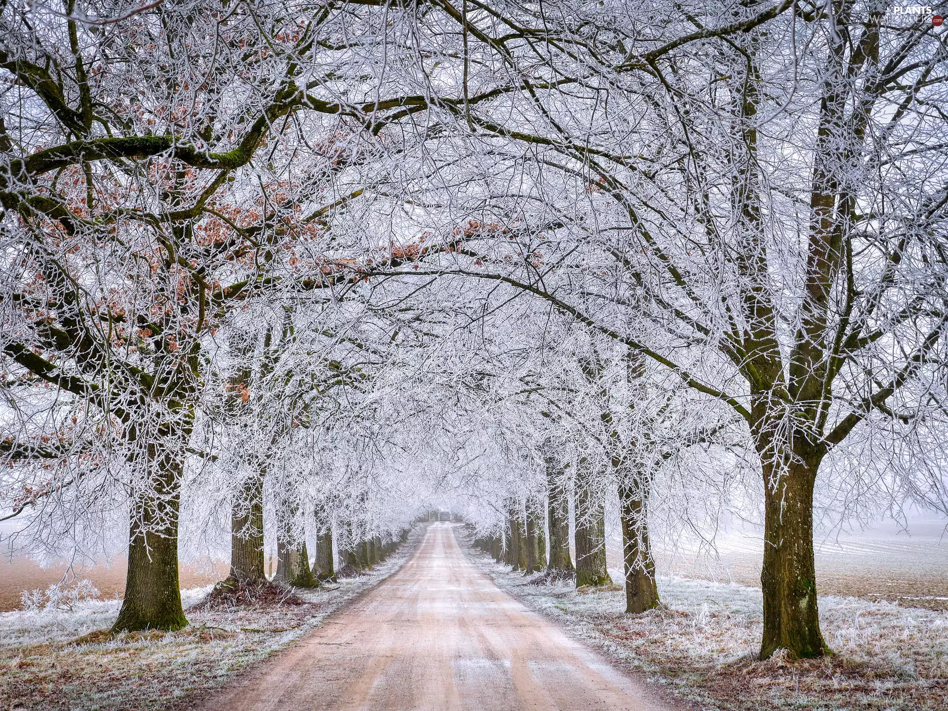 viewes, White frost, Way, trees, winter
