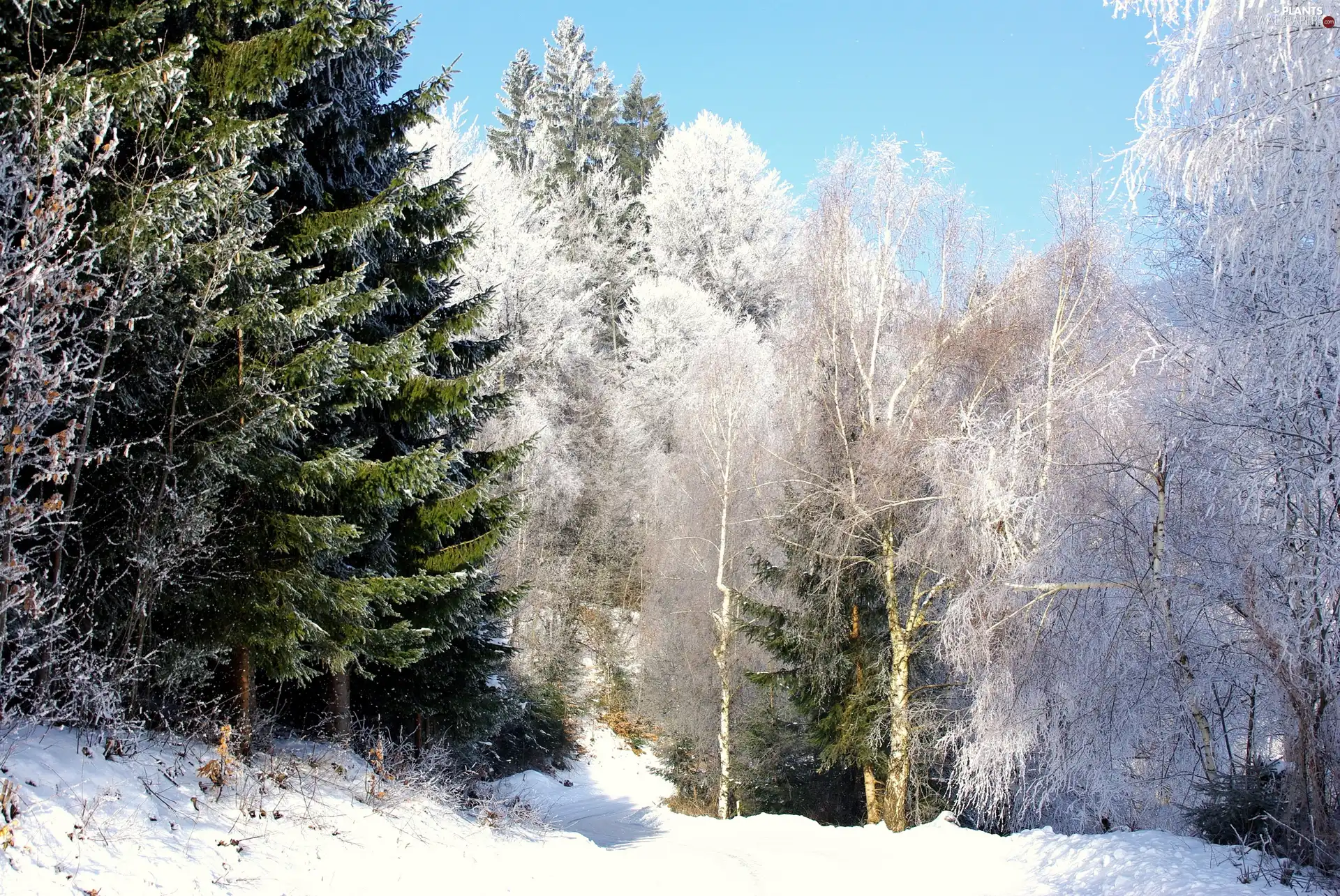 trees, forest, Way, winter, viewes, Snowy
