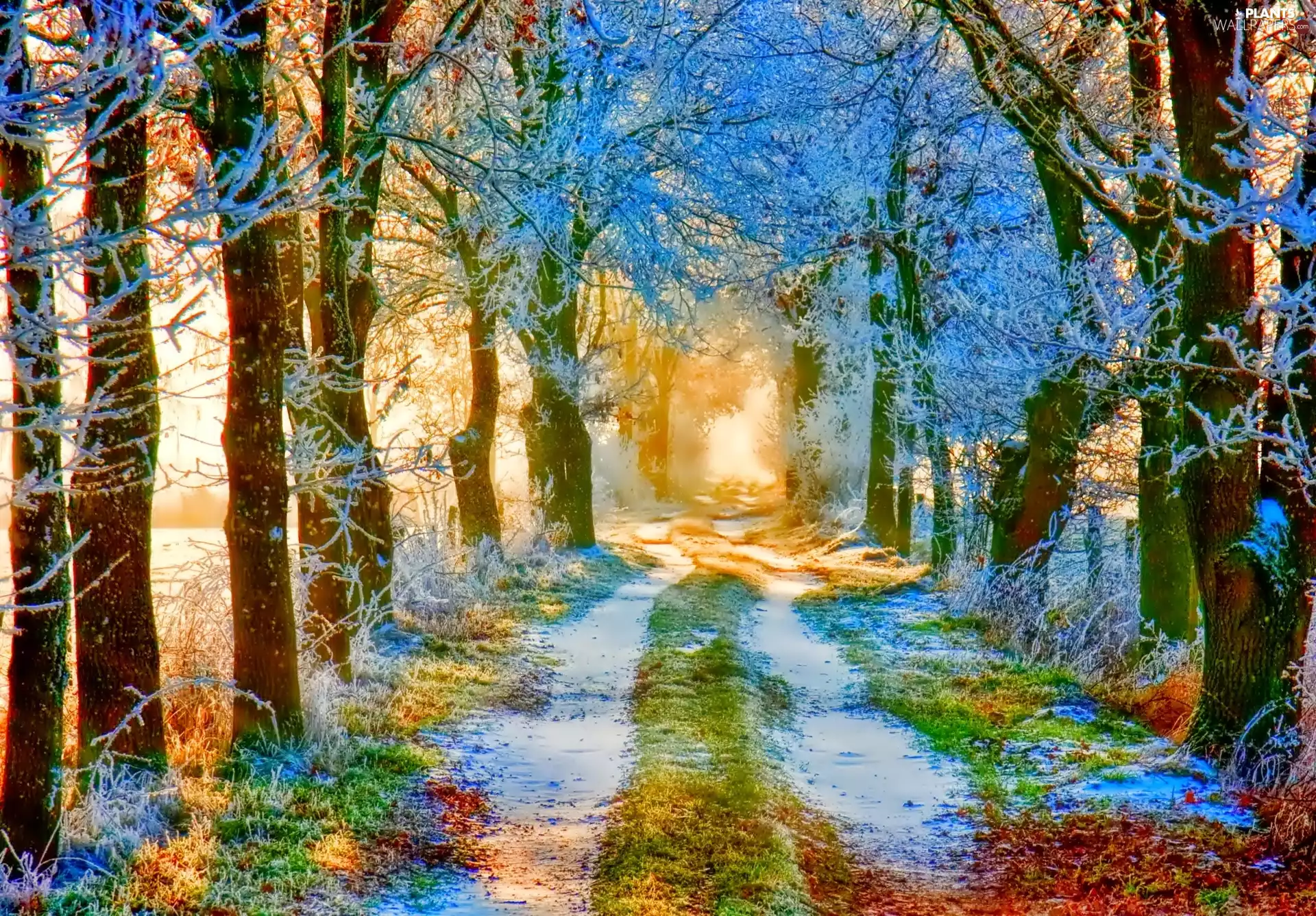 winter, trees, viewes, Way