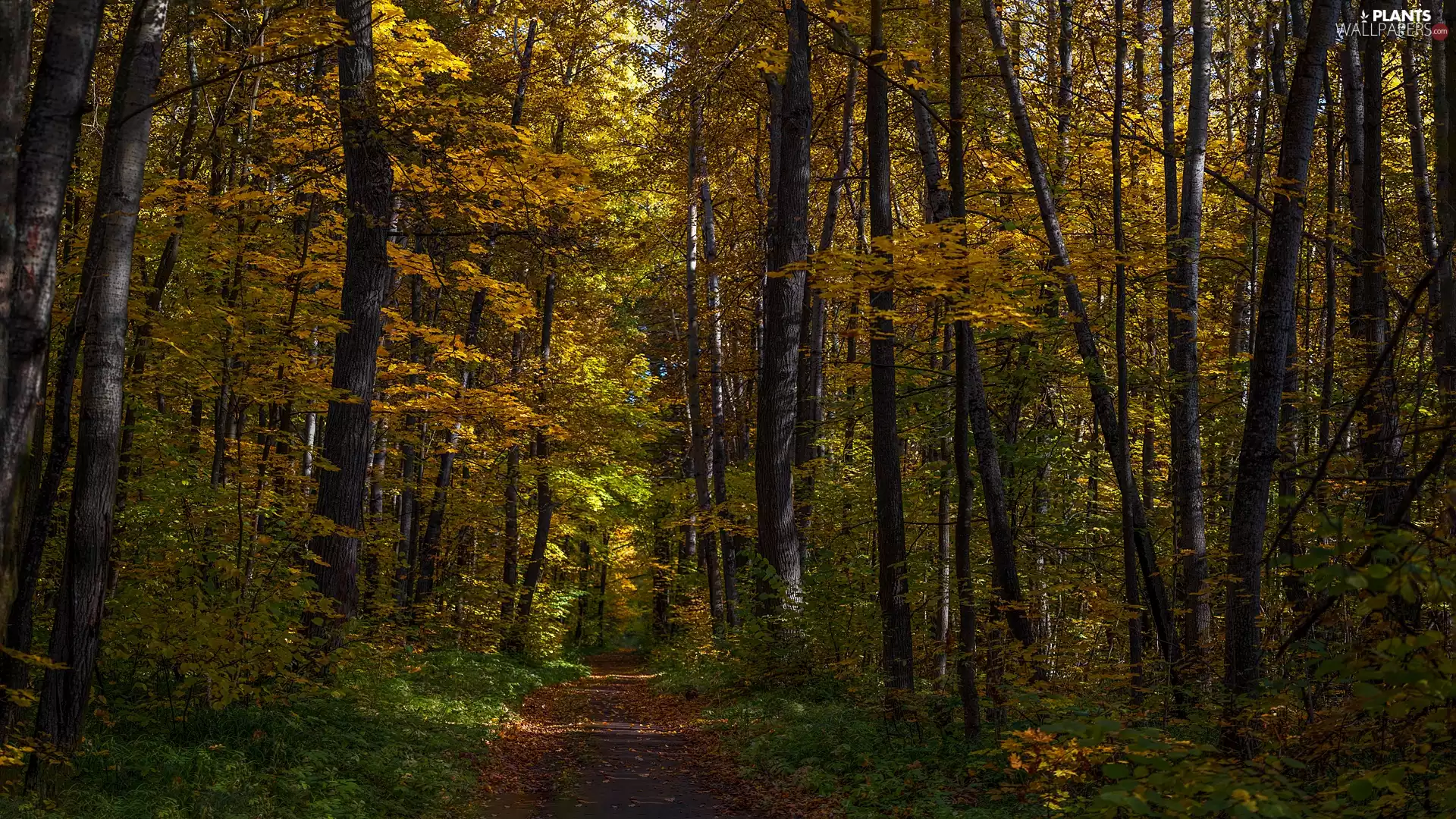trees, forest, autumn, Way, viewes, Yellowed