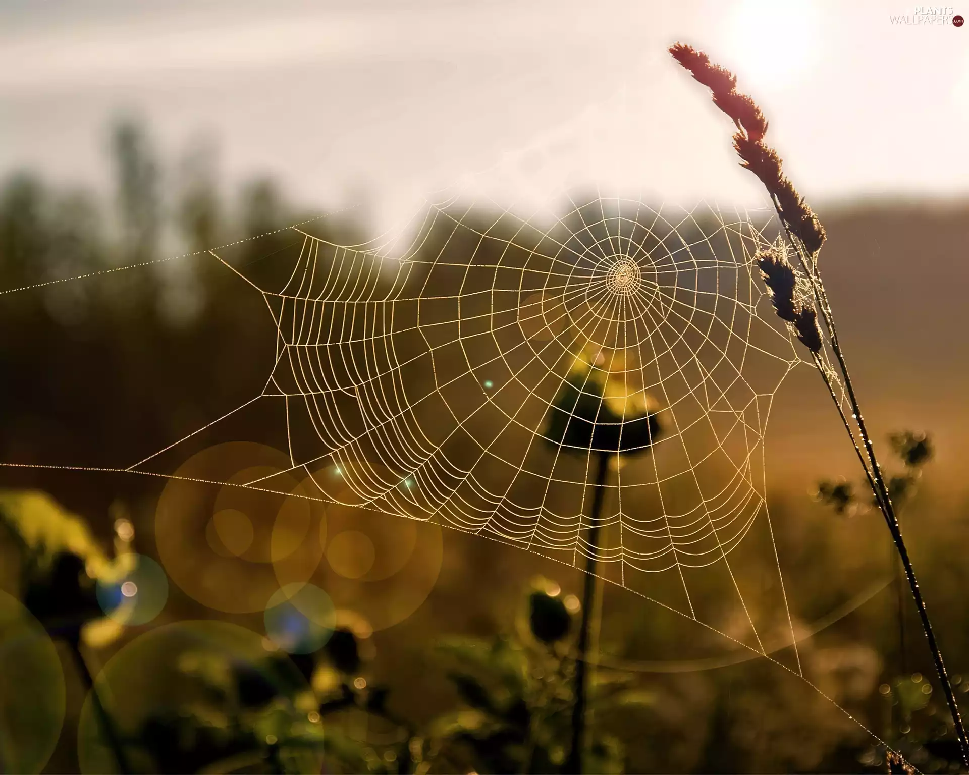 grass, Web, Flowers, dry, autumn