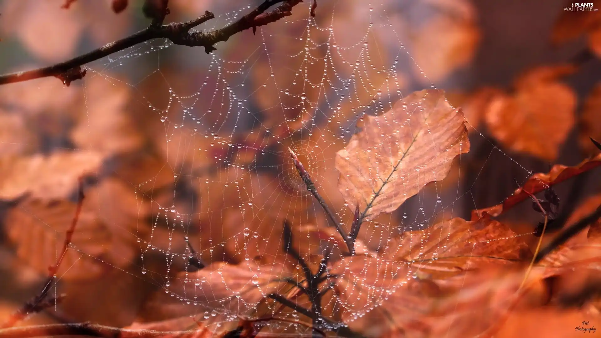Web, branch, Leaf