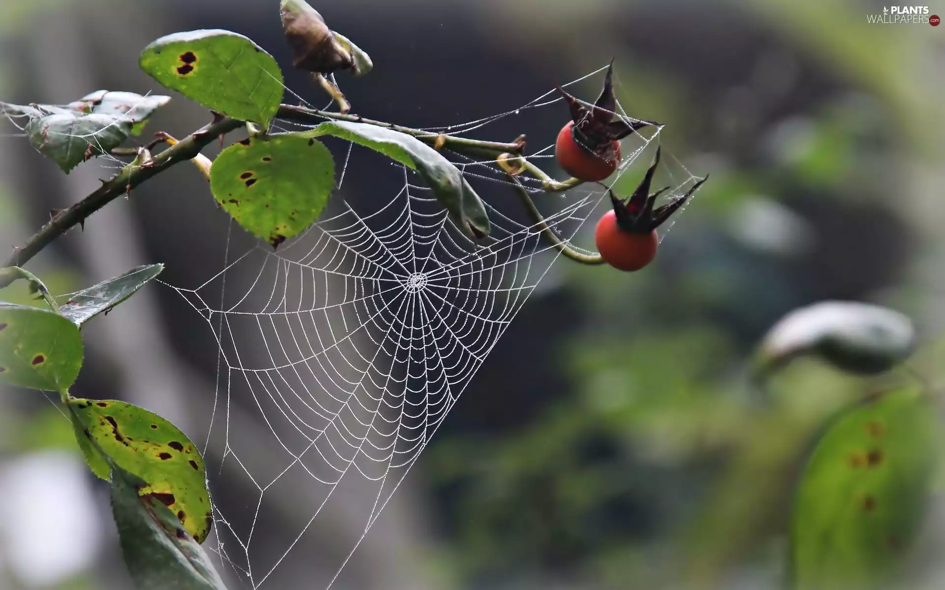 Fruits, Web, Wild, rose, Close
