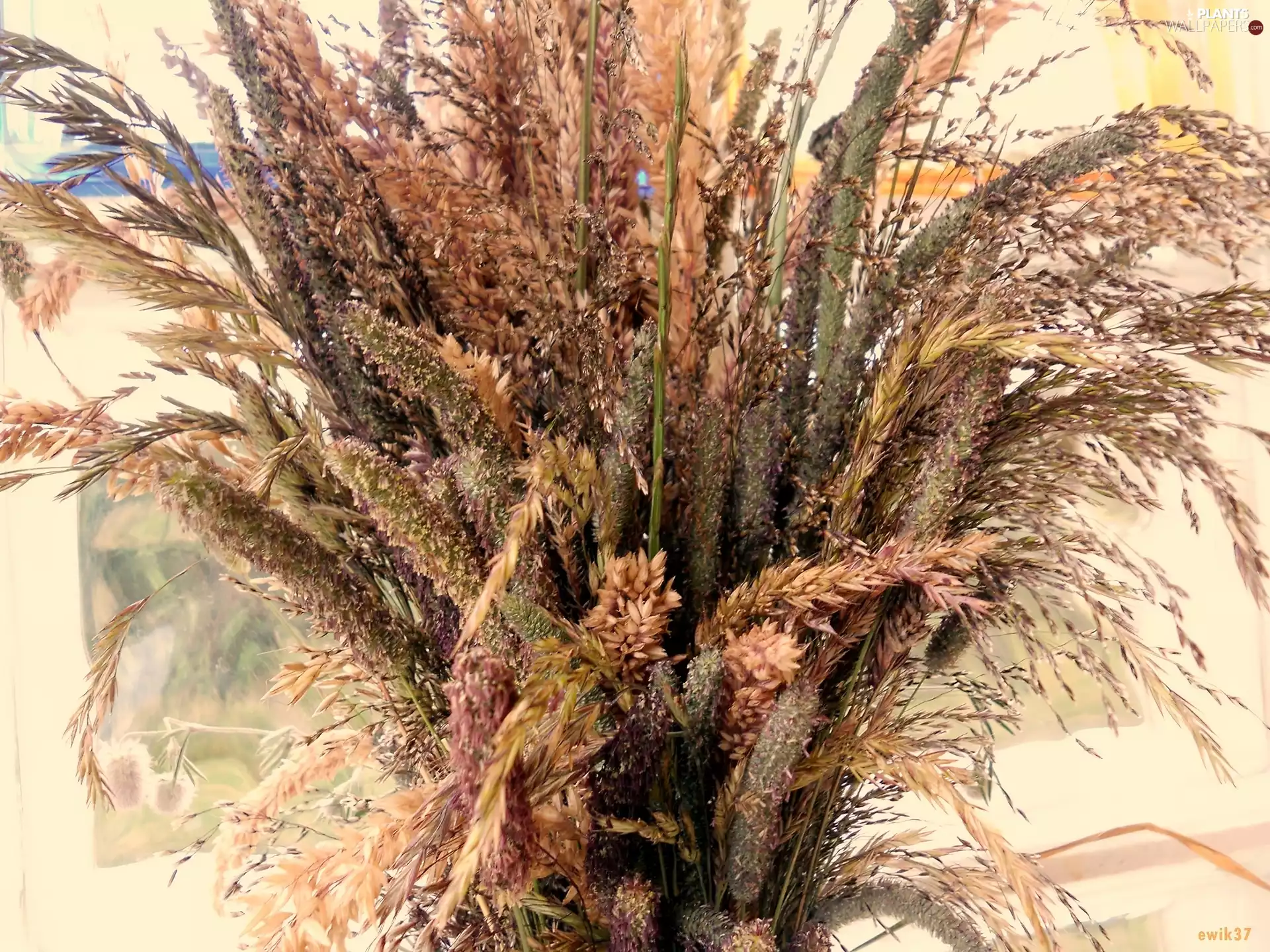 Weed, bouquet, color