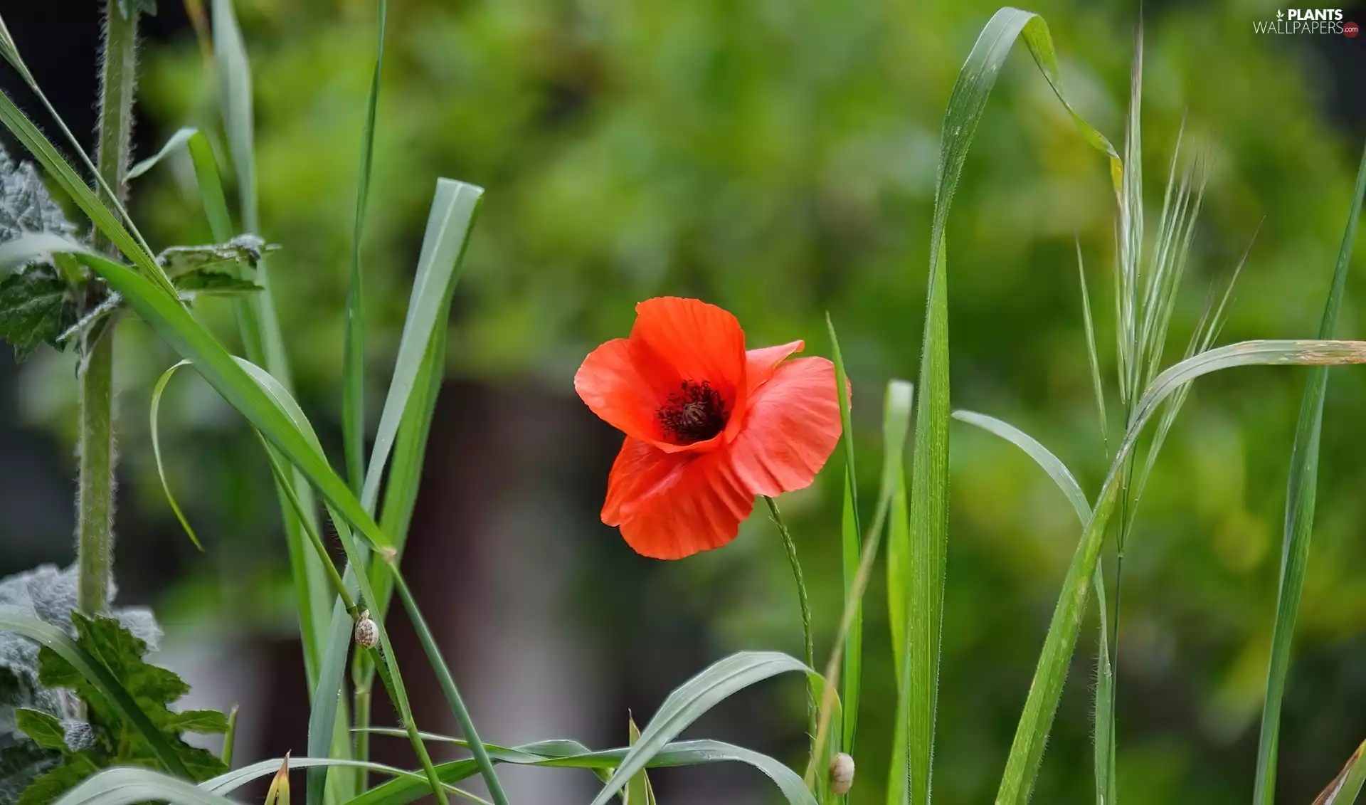 grass, Red, red weed