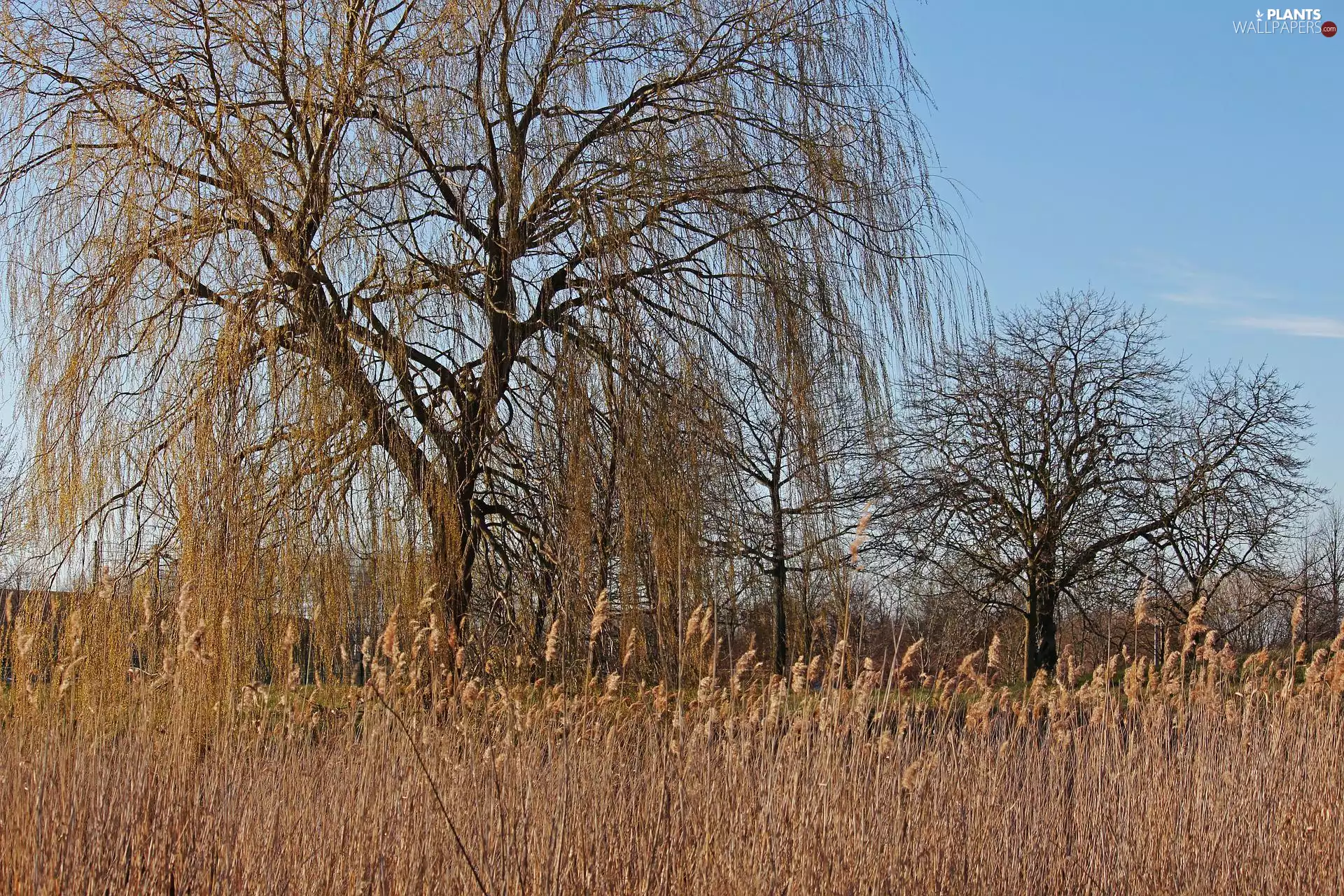 grass, viewes, Golden Weeping Willow, trees