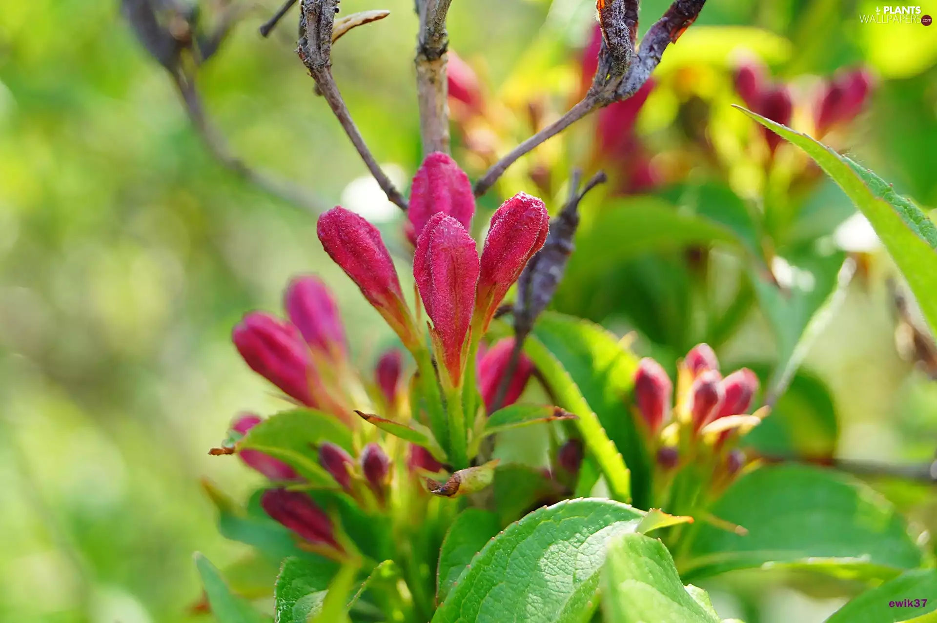 Bush, Pink, Flowers, Weigela