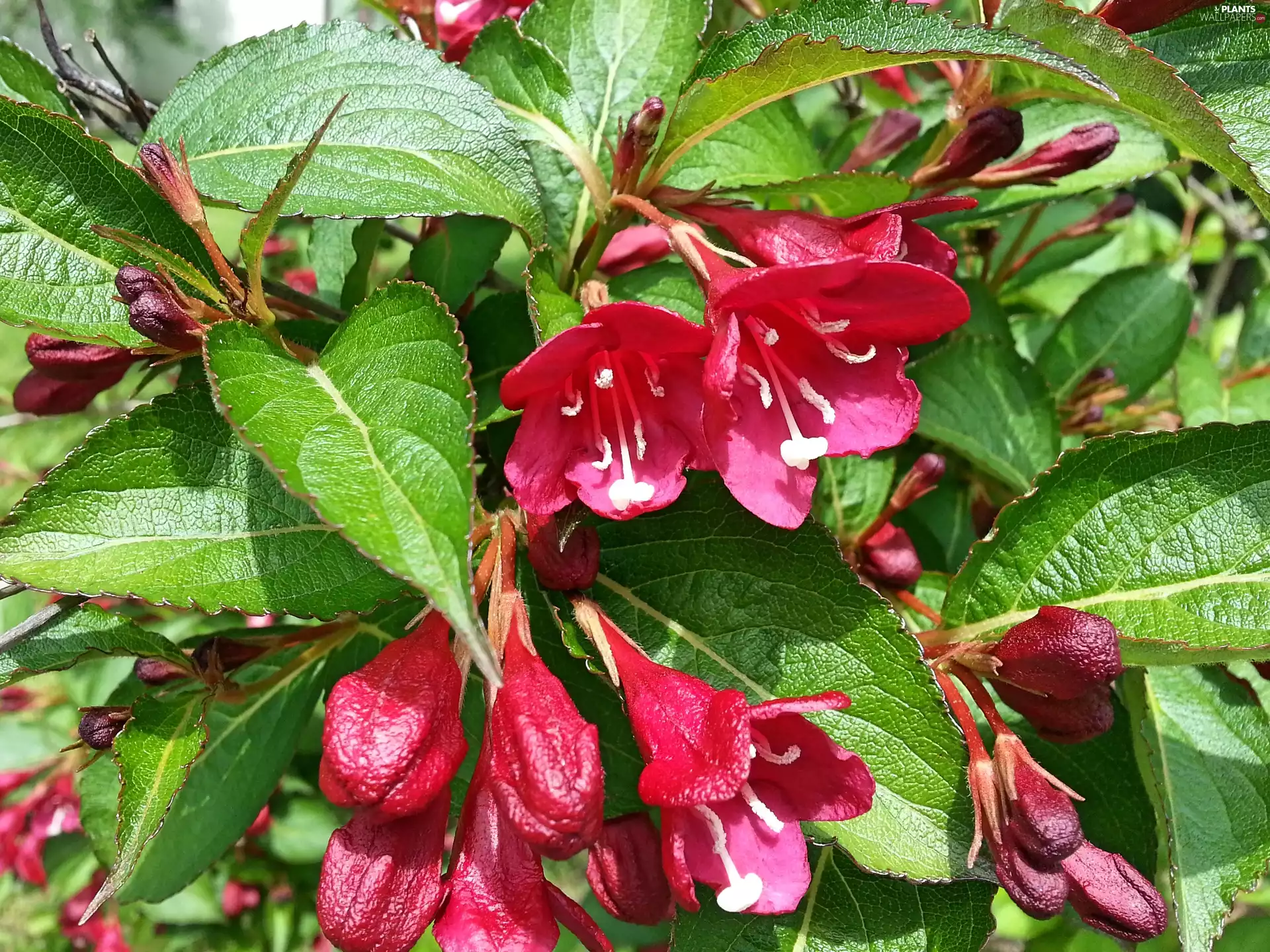 Weigela