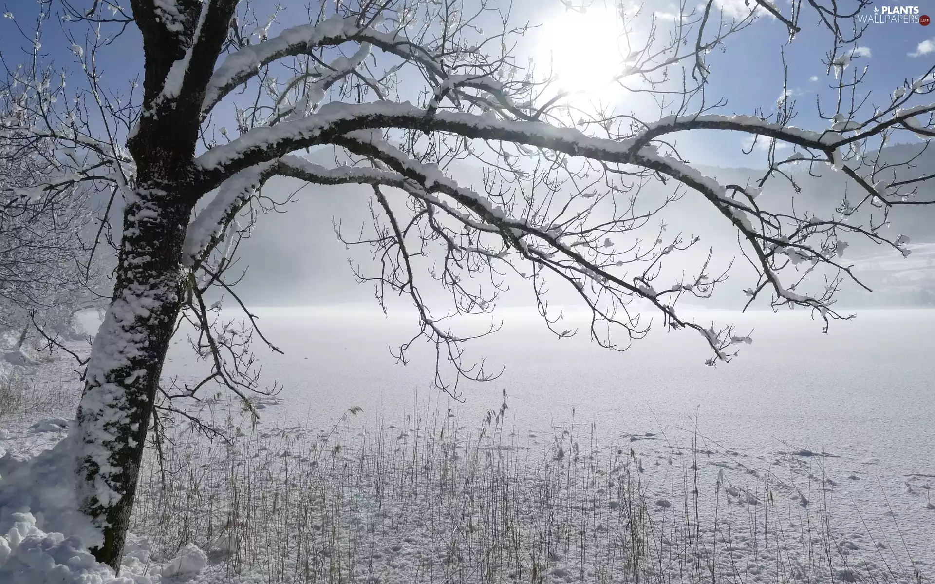 Weißensee Lake, Carinthia, Snowy, Gailtal Alps, Austria, winter, trees