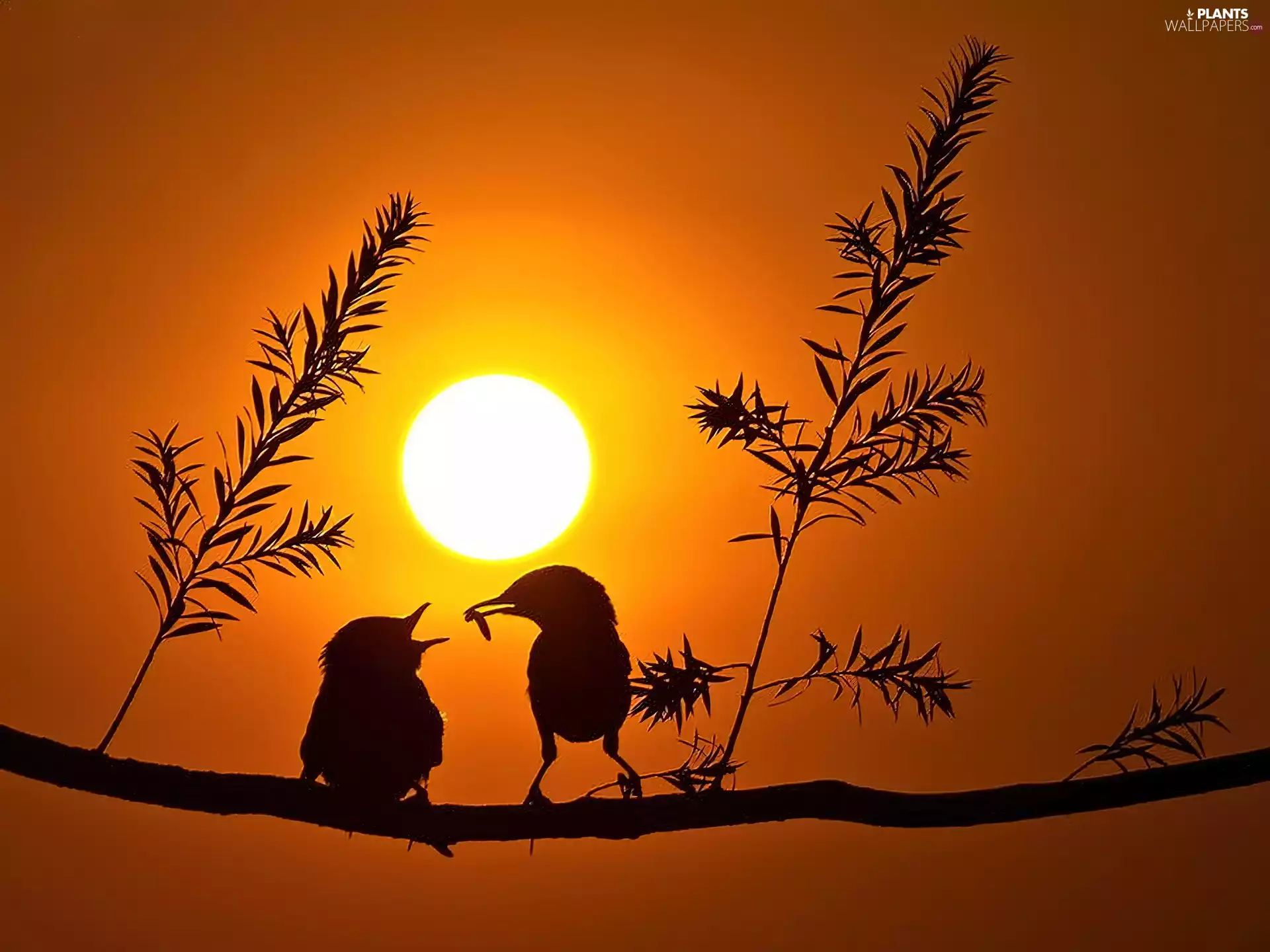 birds, sun, trees, west