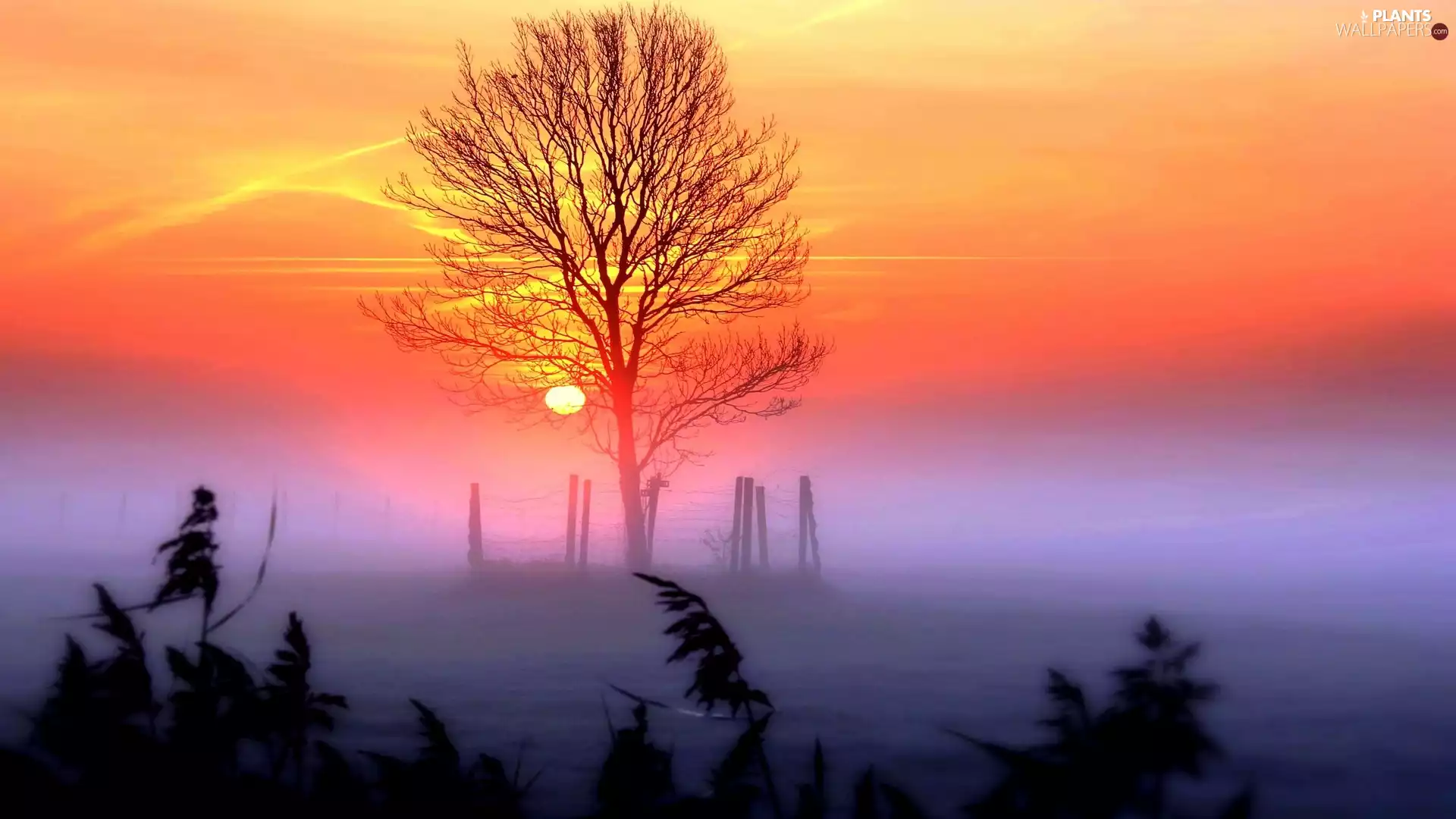 Fog, sun, trees, west