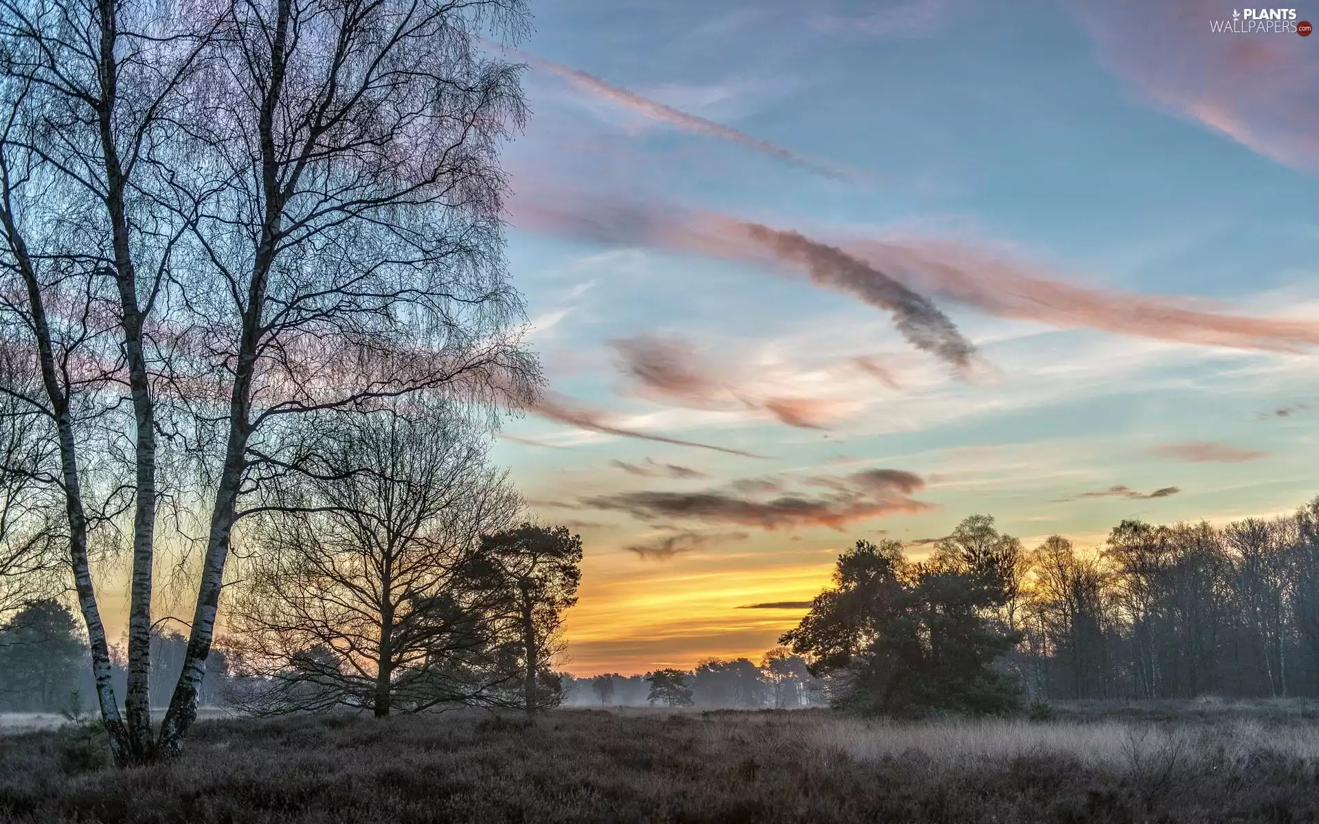 Fog, sun, trees, west