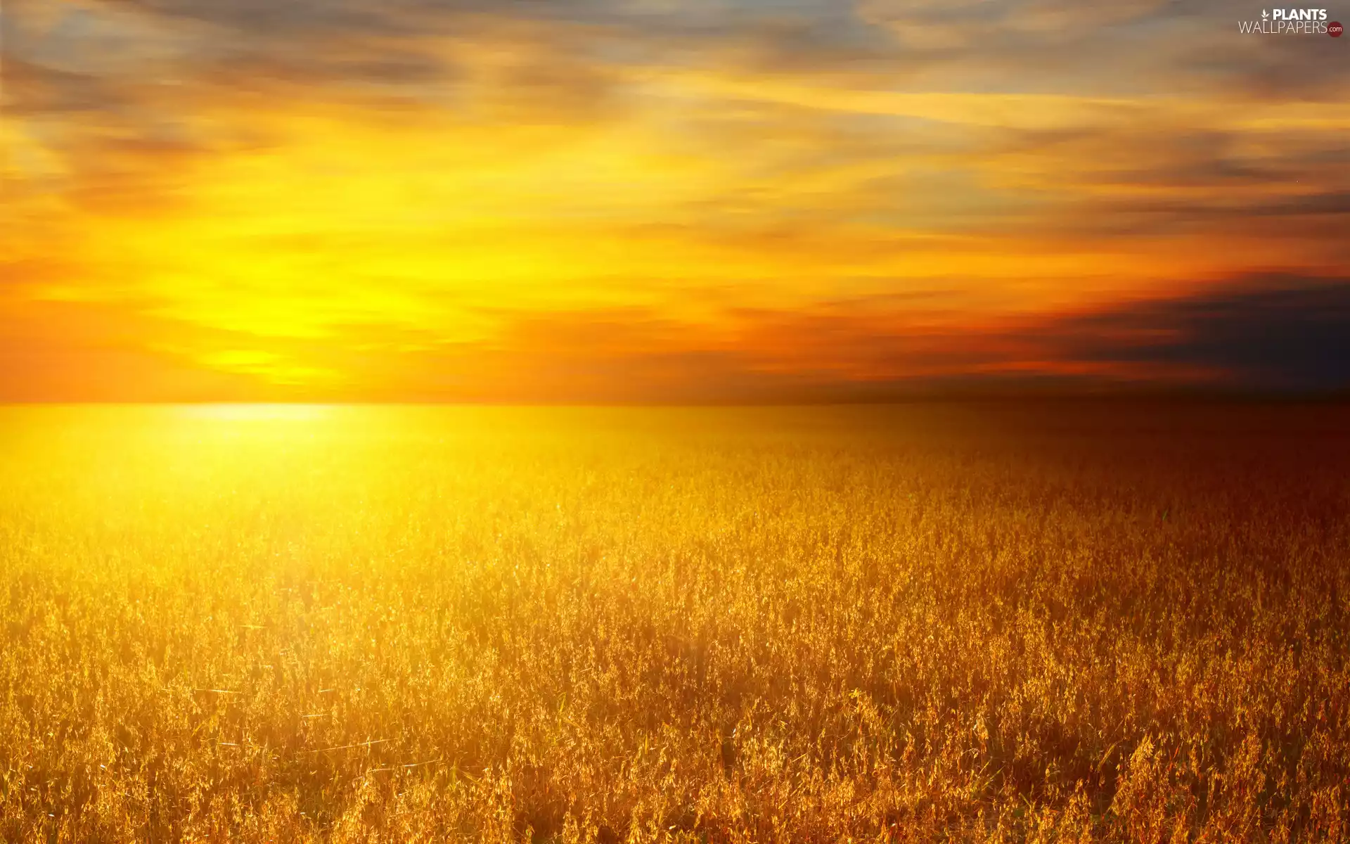 Golden, sun, cereals, west
