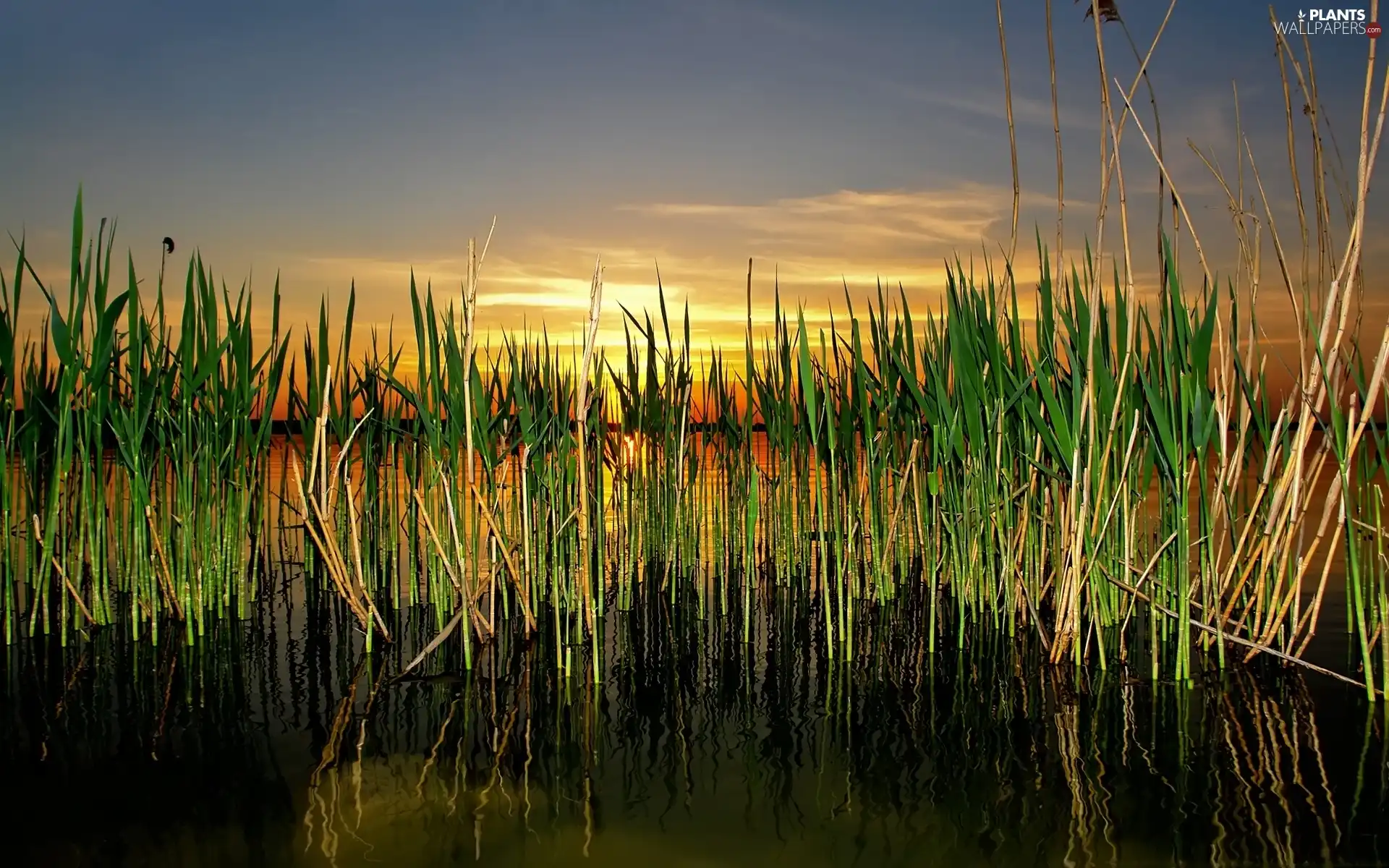 west, grass, lake