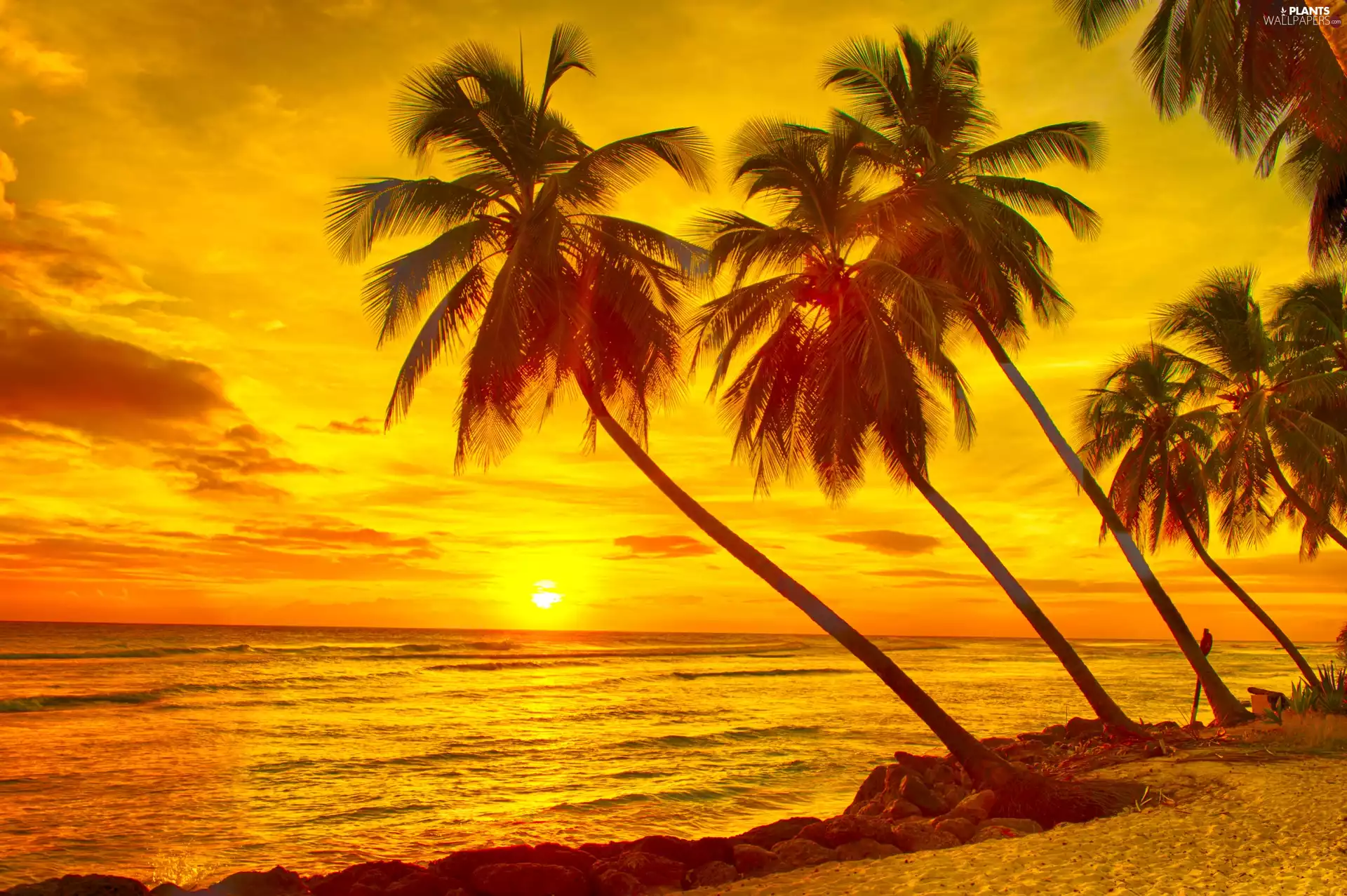 Palms, sun, sea, west