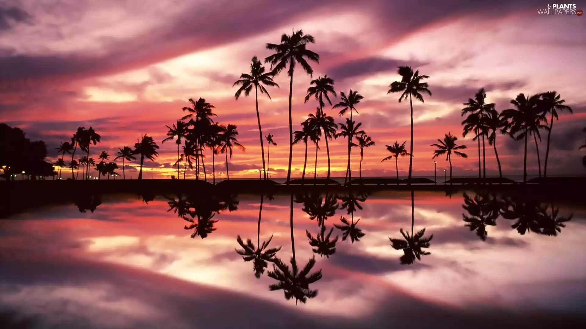 sun, Palms, reflection, Aloha State Hawaje, clouds, west