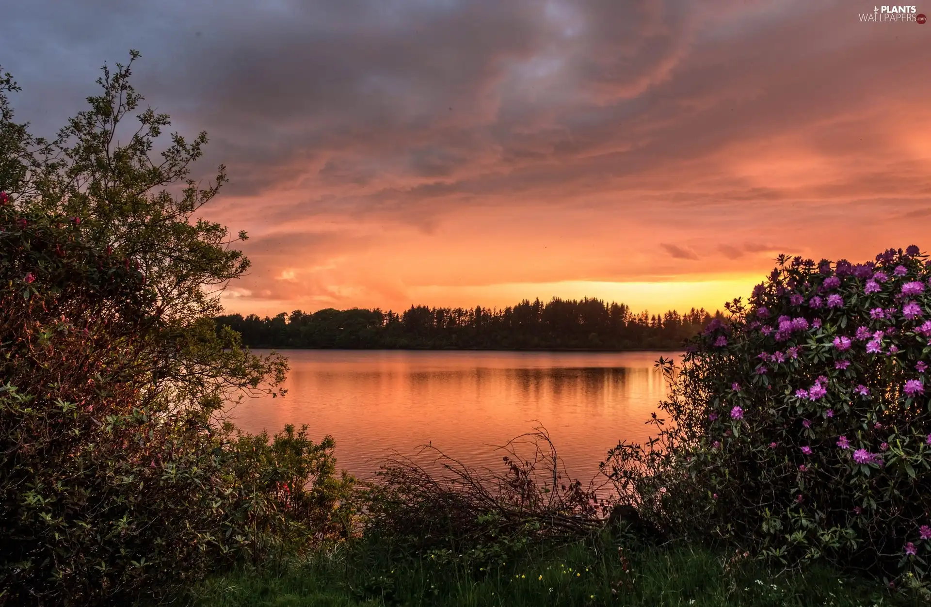 viewes, River, west, sun, Bush, trees