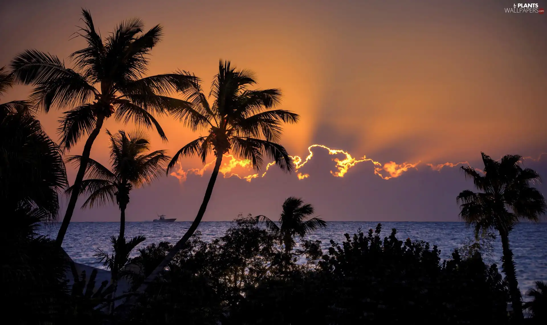 Palms, sea, west, sun, clouds, Ship