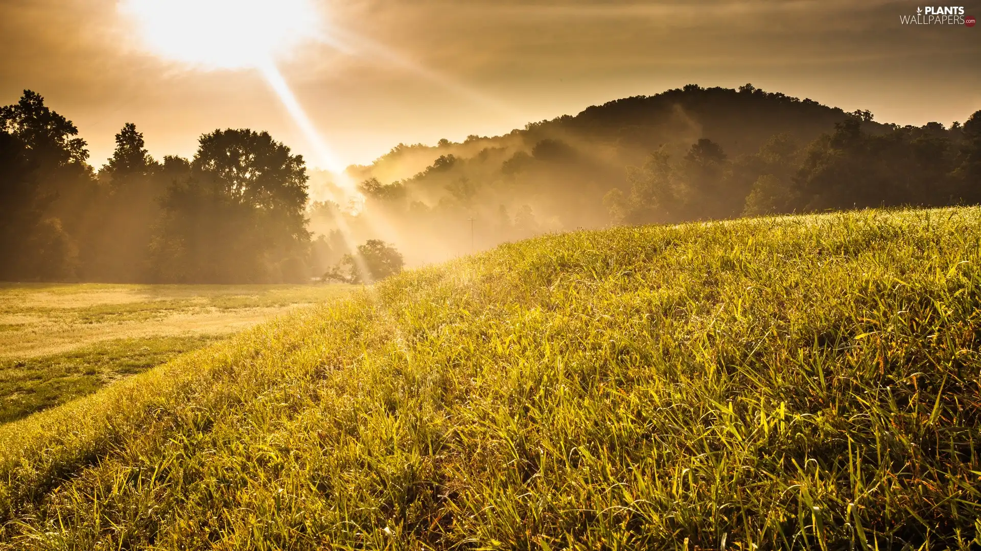 west, sun, trees, viewes, grass