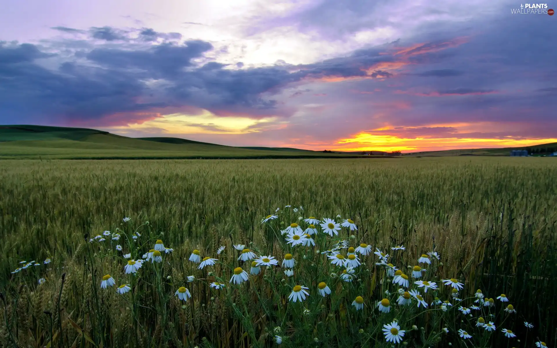 camomiles, Field, west, sun, Mountains, corn