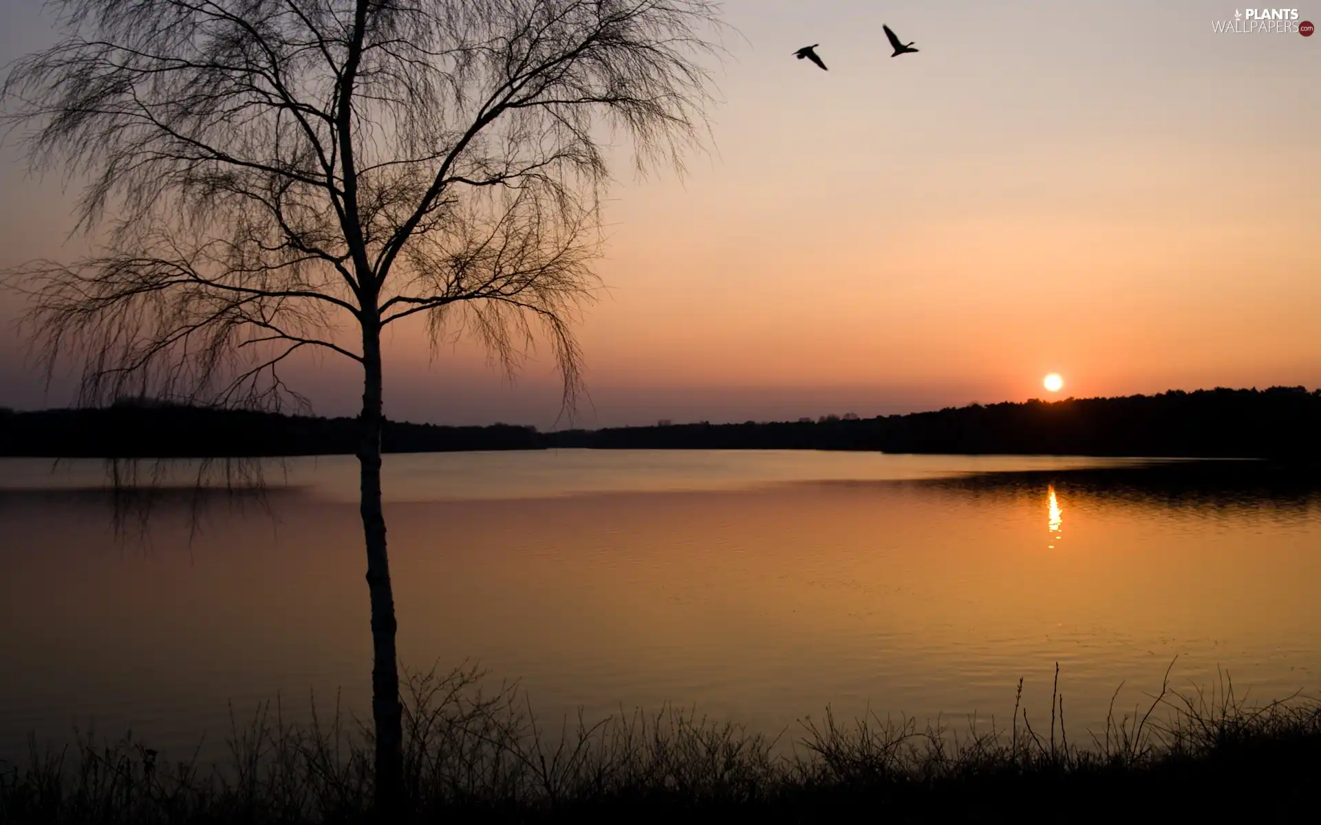 west, sun, trees, viewes, River