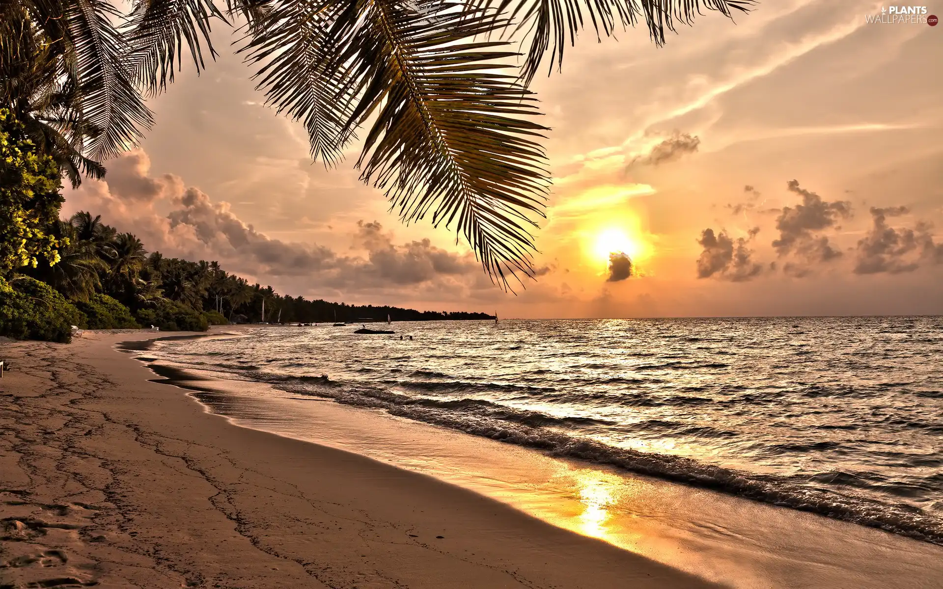 Palms, Coast, west, sun, Sailboats, Beaches