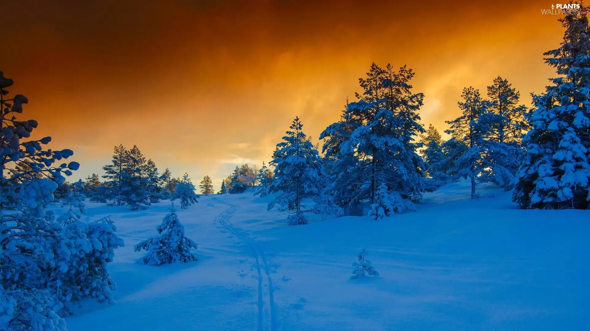 trees, winter, west, sun, viewes, clouds