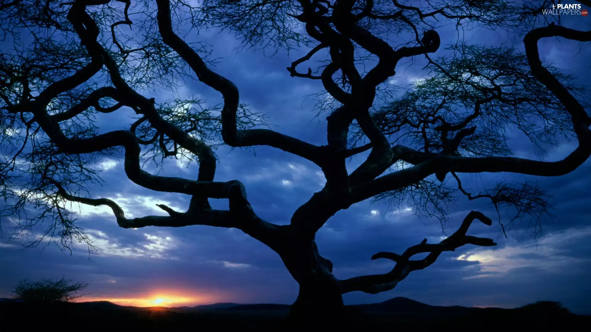 trees, sun, clouds, west