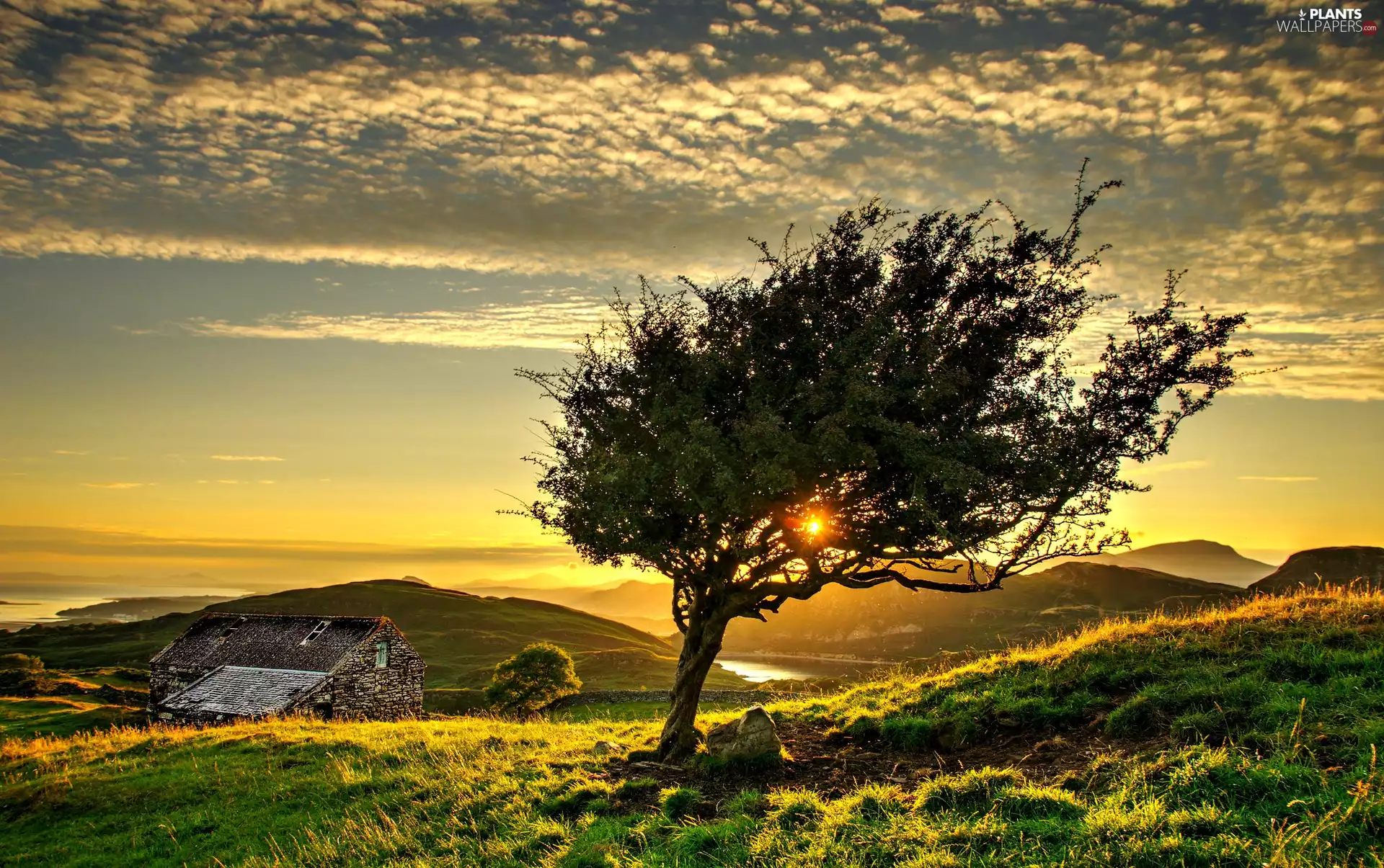 trees, sun, cottage, west