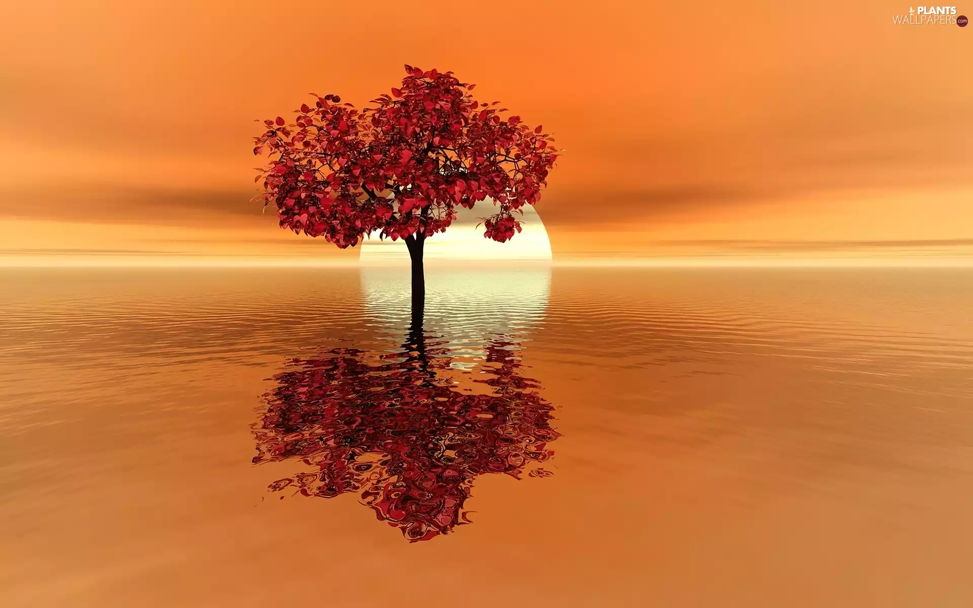 trees, sun, lake, west