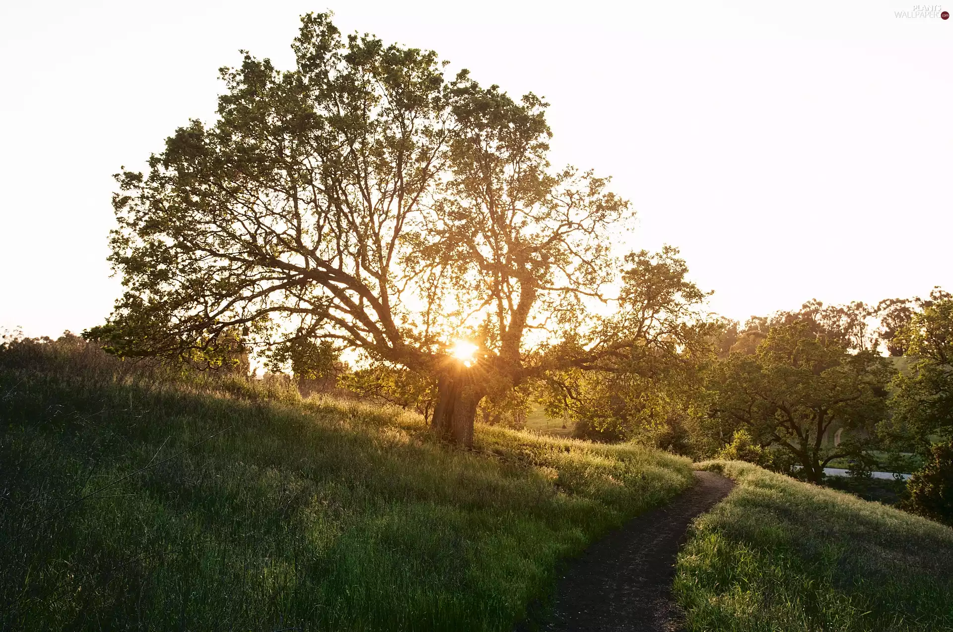 west, Path, trees