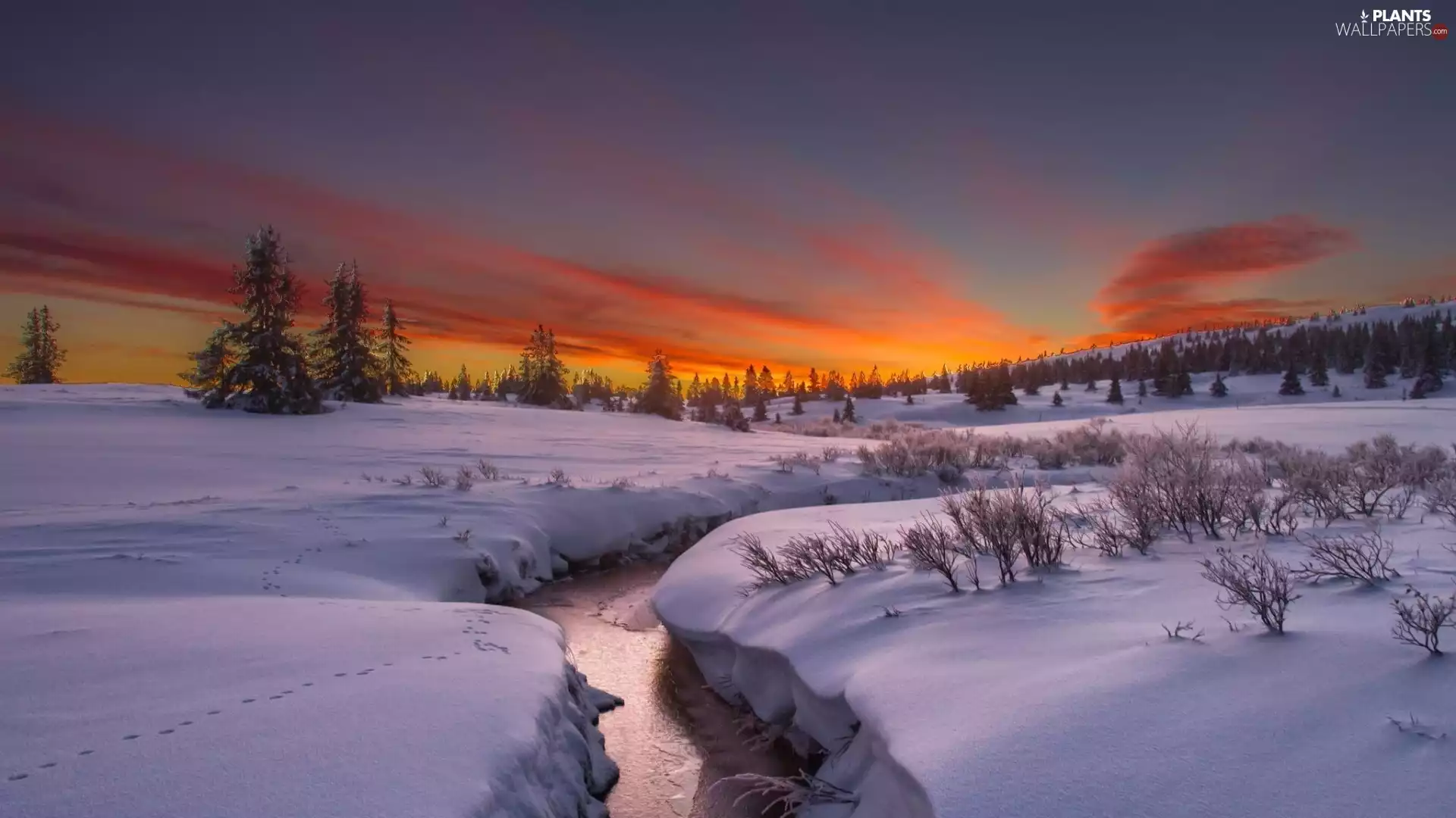 sun, fossa, viewes, west, field, trees, snow