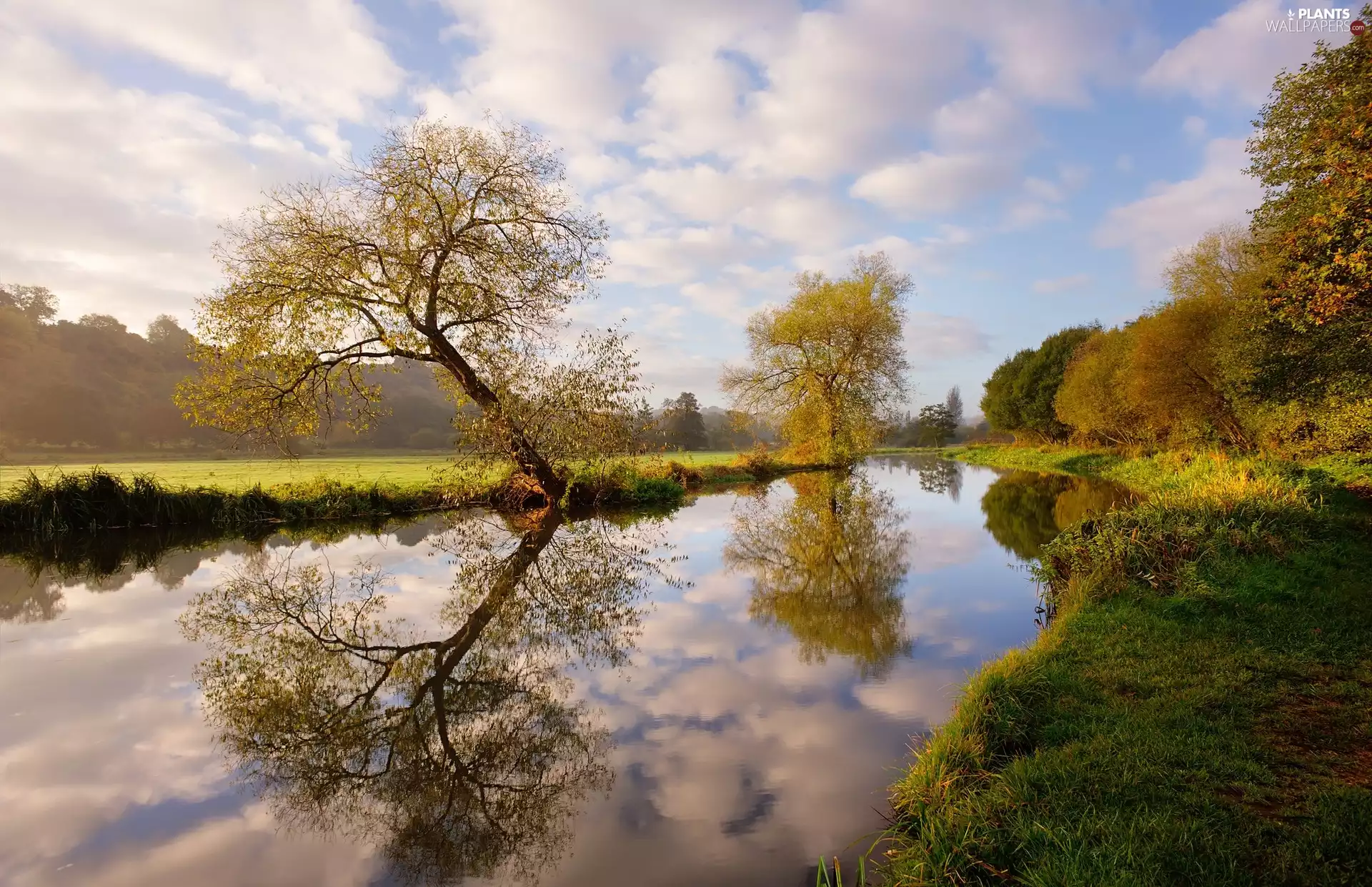 viewes, reflection, River Wey, trees, England