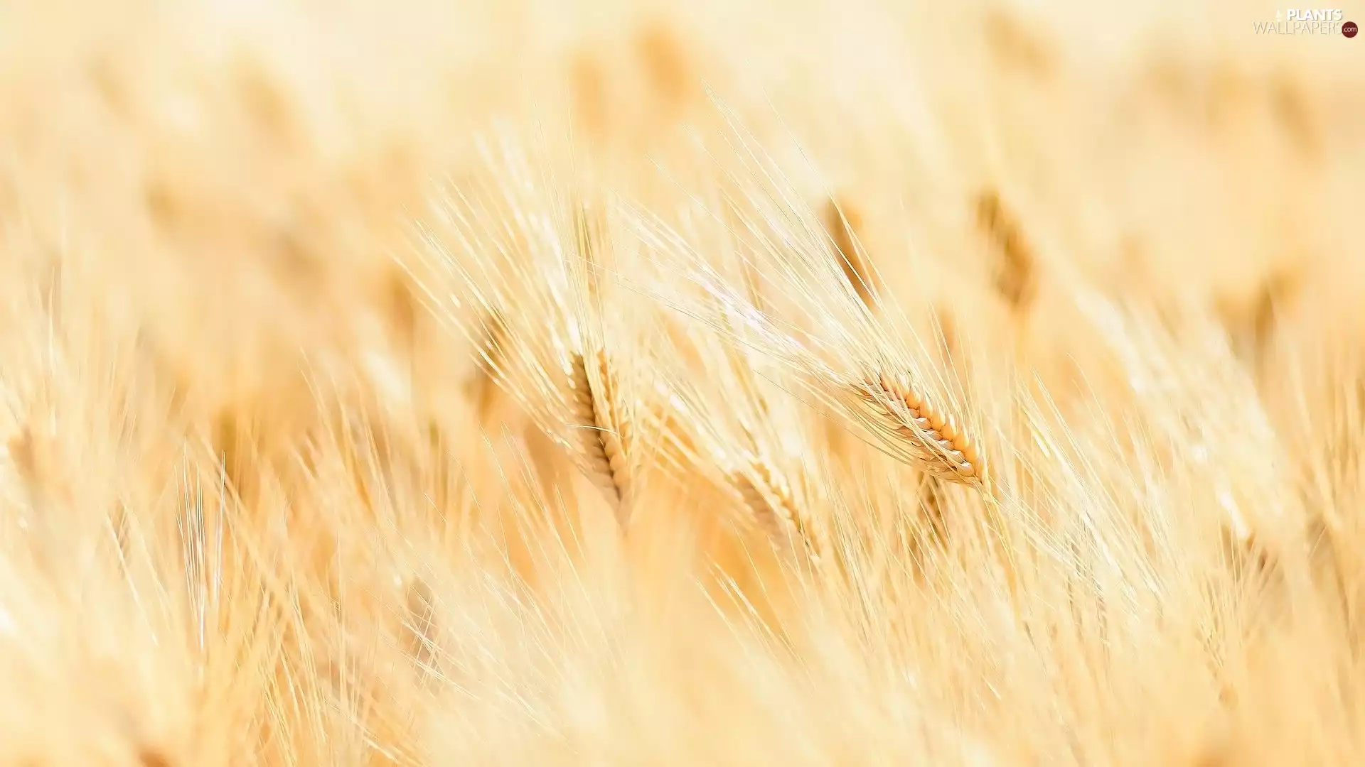 corn, Ears, Field, wheat