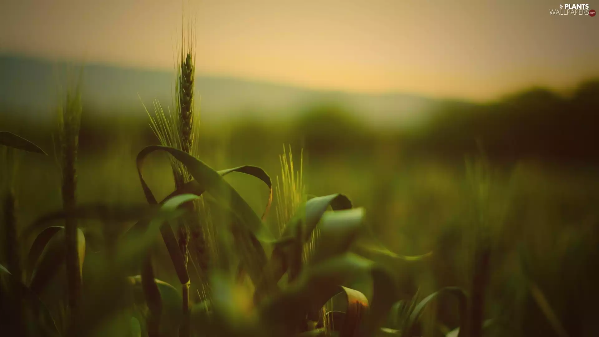 wheat, Field, Ears