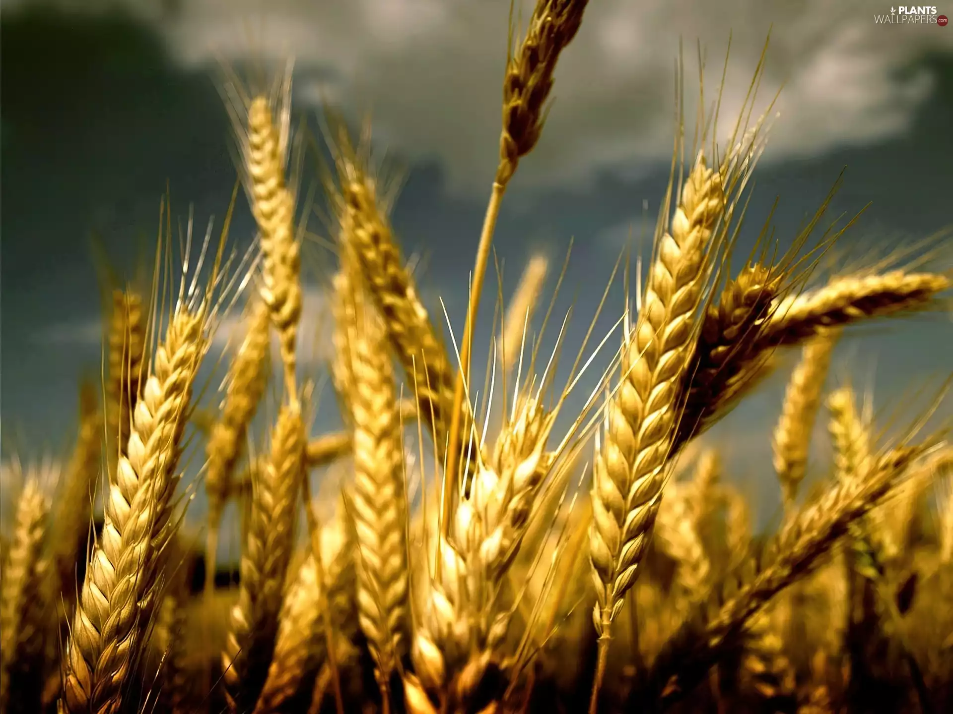 Field, Ears, Sky, wheat