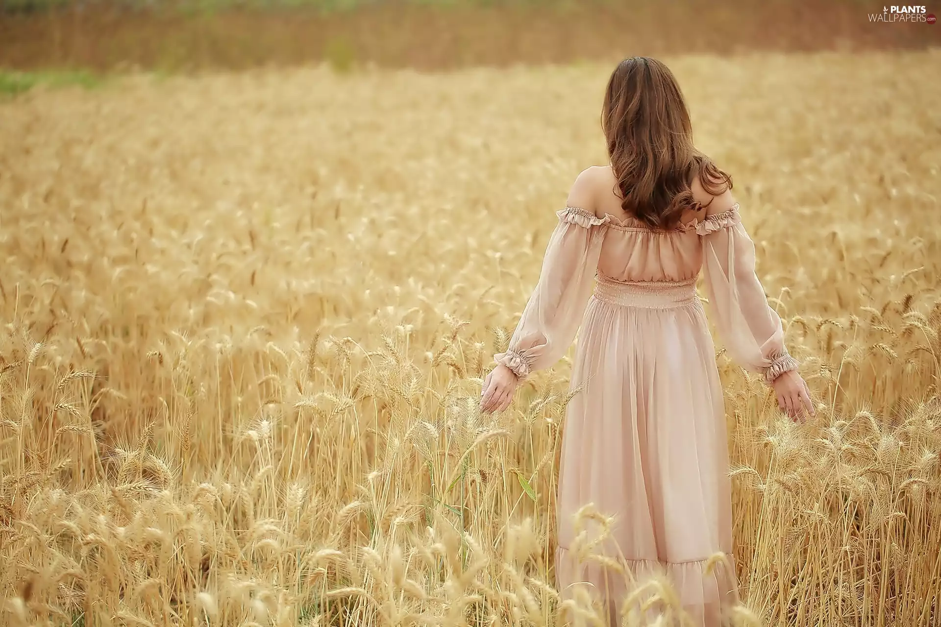 wheat, Women, Field