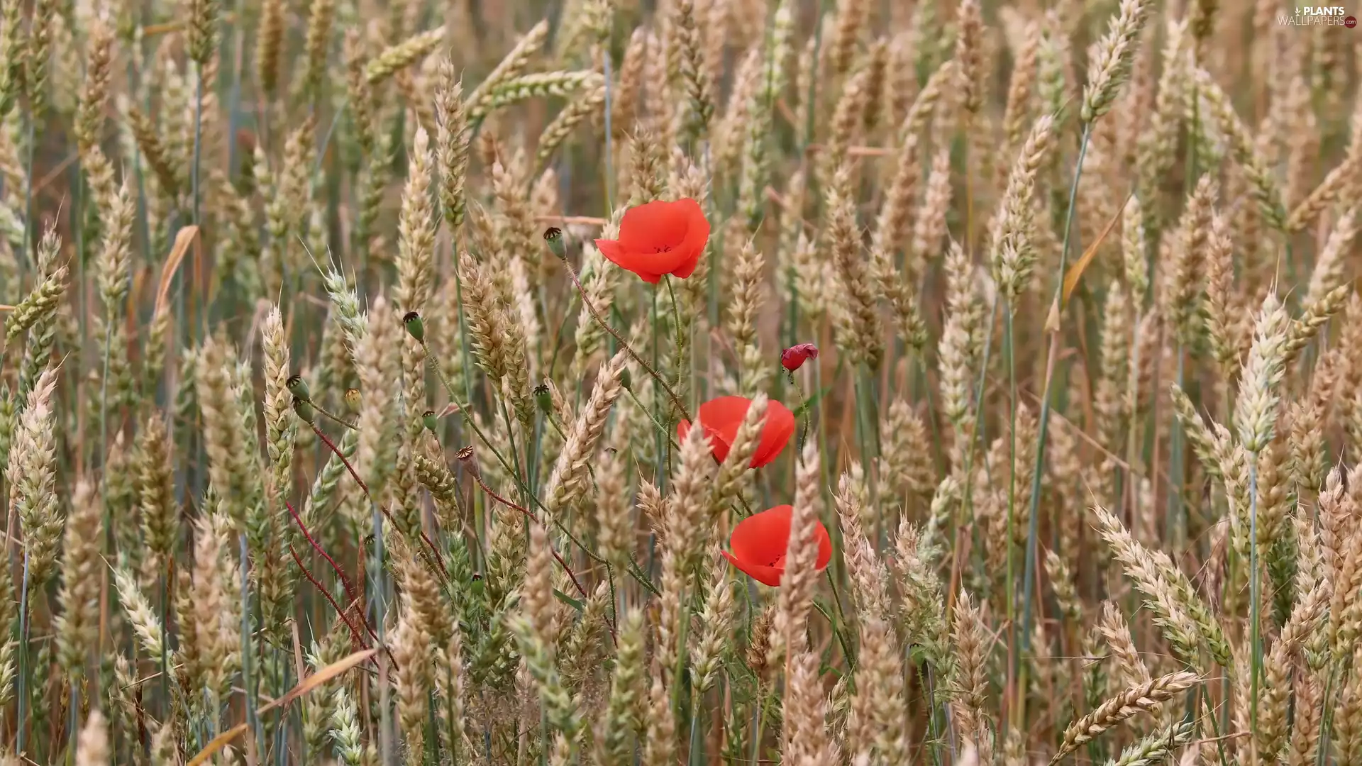 red weed, corn, wheat