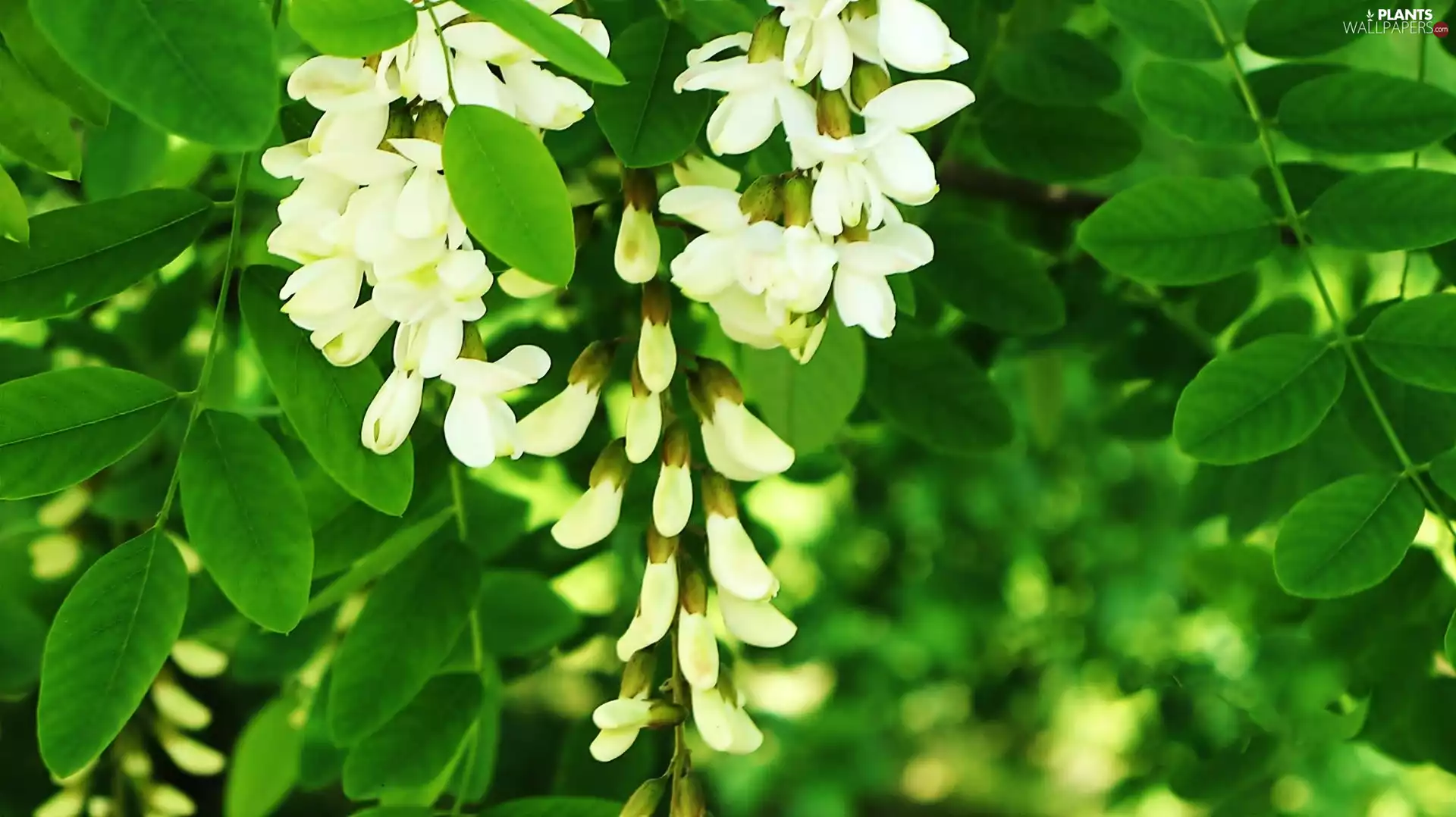acacia, Flowers, Leaf, White