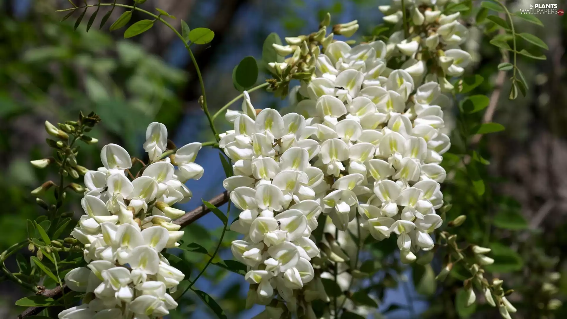 acacia, Flowers, twig, White
