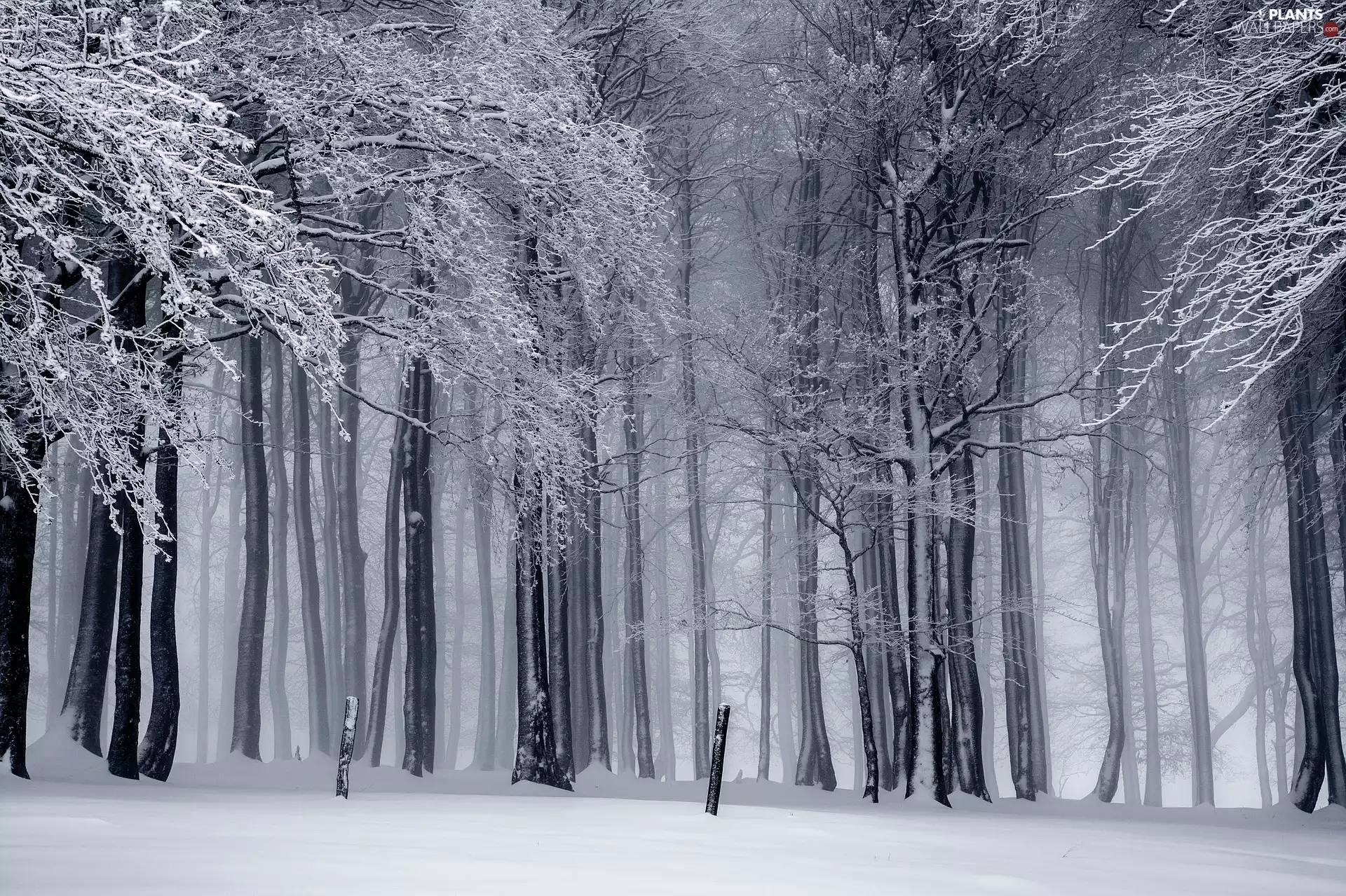 viewes, Black and white, forest, trees, winter