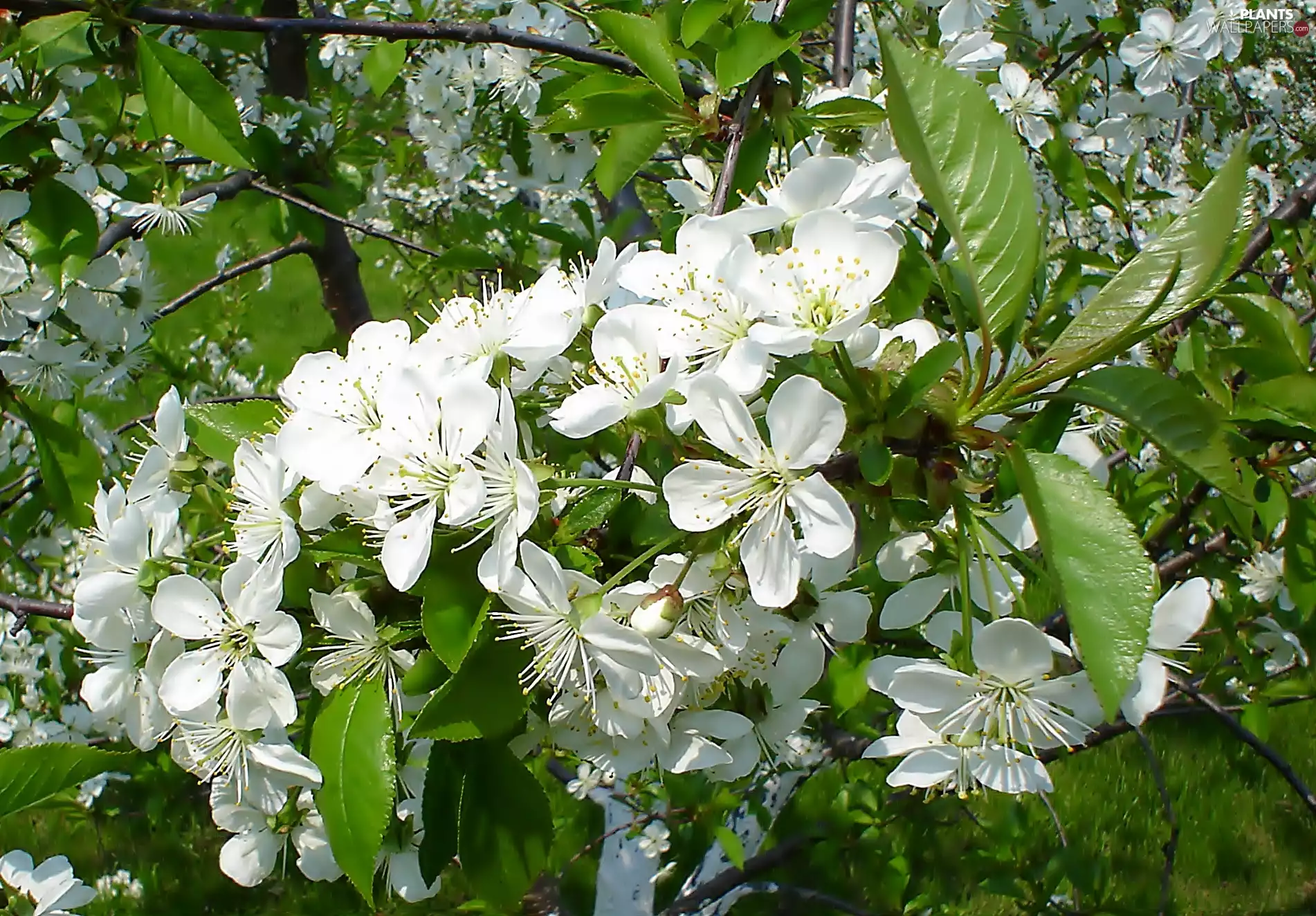 White, Flowers, apple