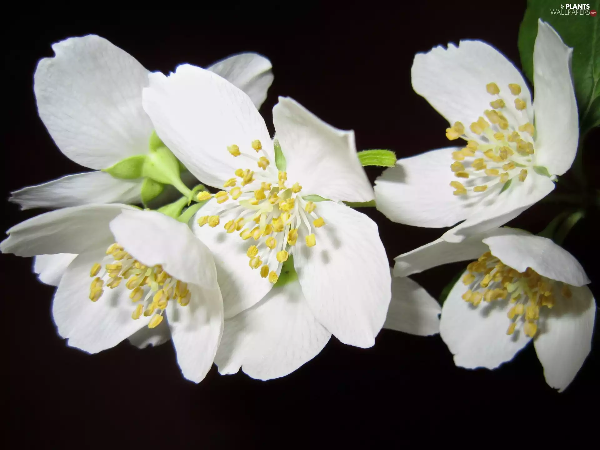 twig, black background, White, Flowers, Mock Orange