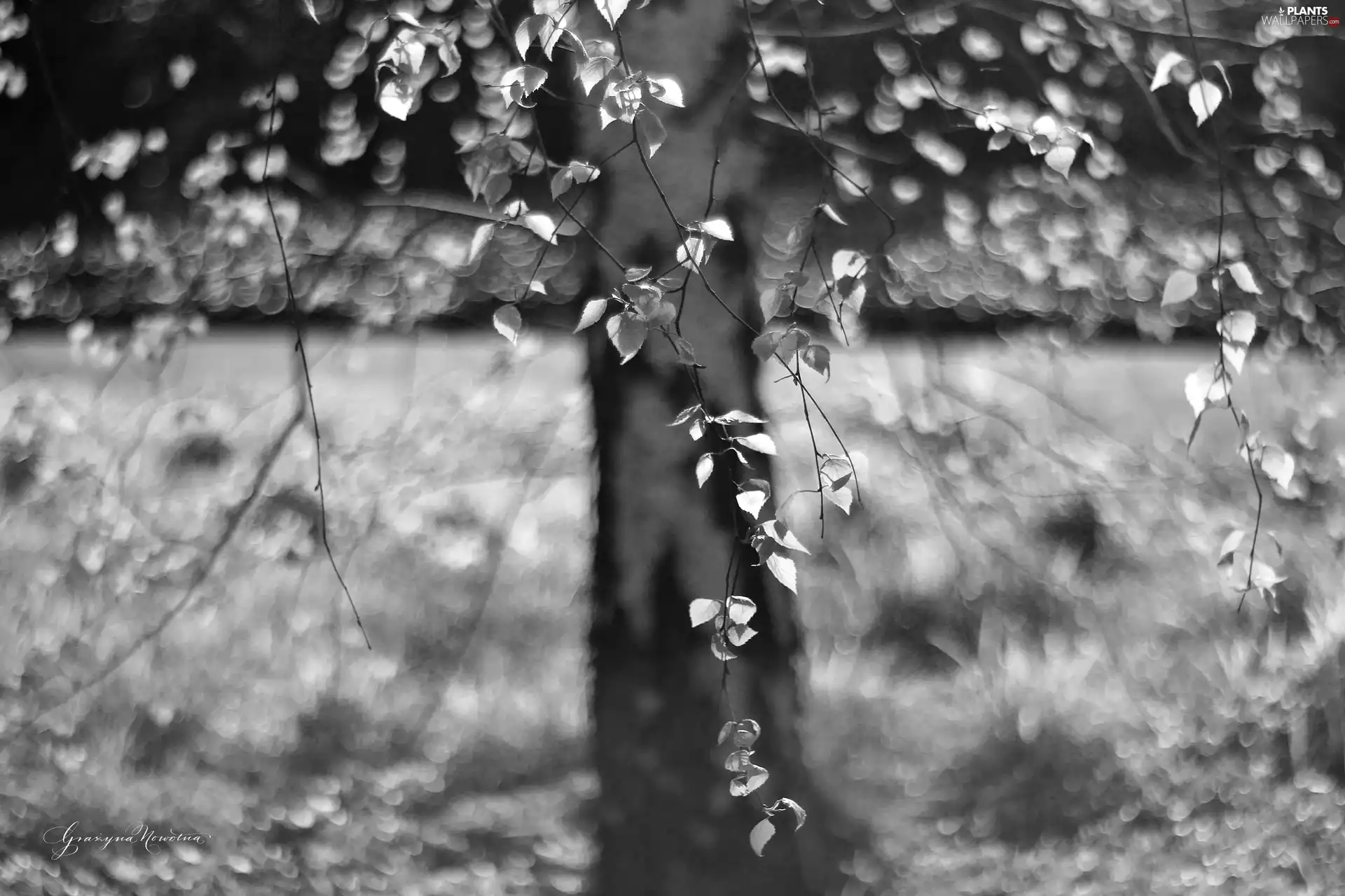 Black - White, birch-tree, trees