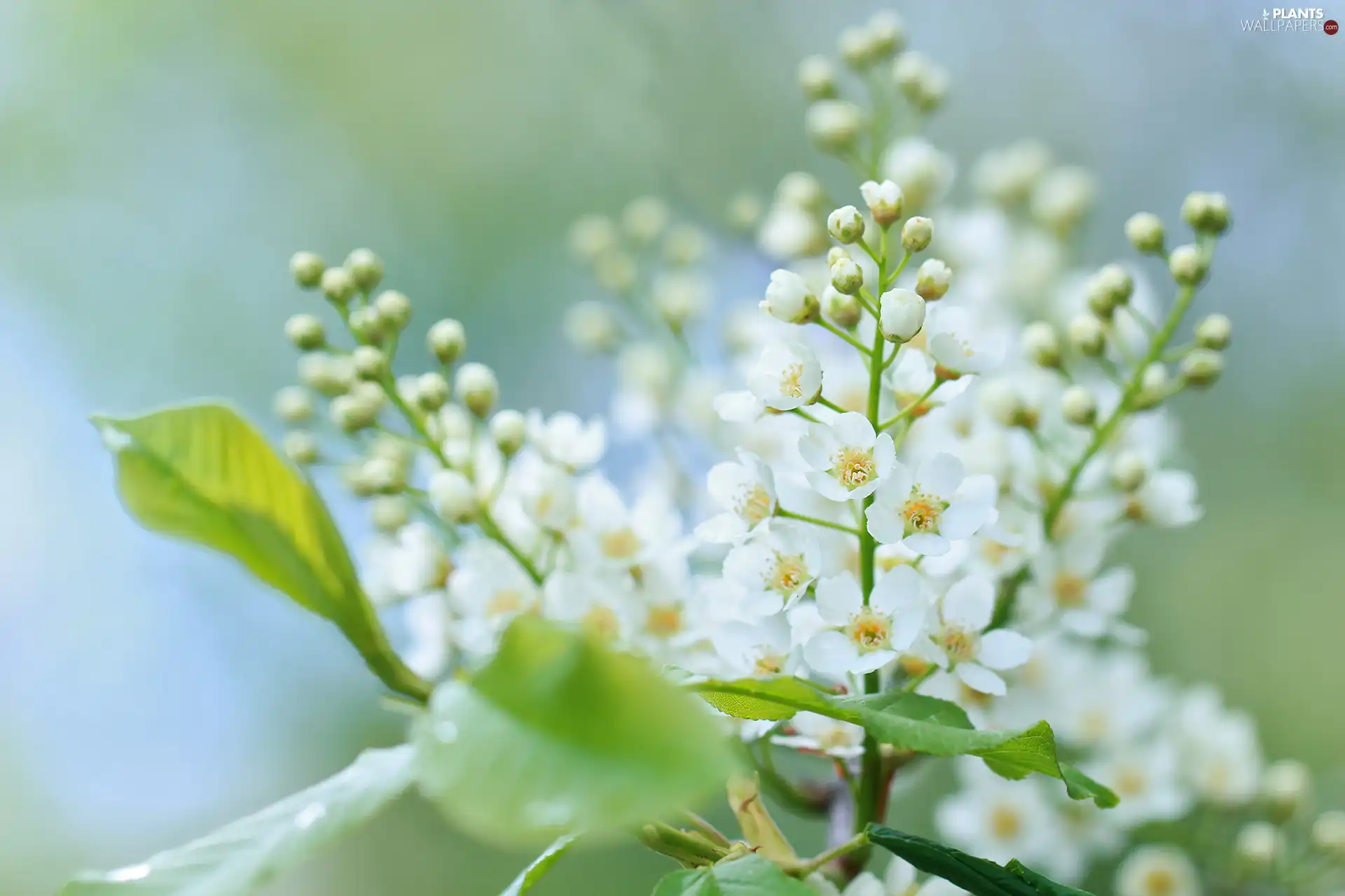 Flowers, Bird Cherry, White