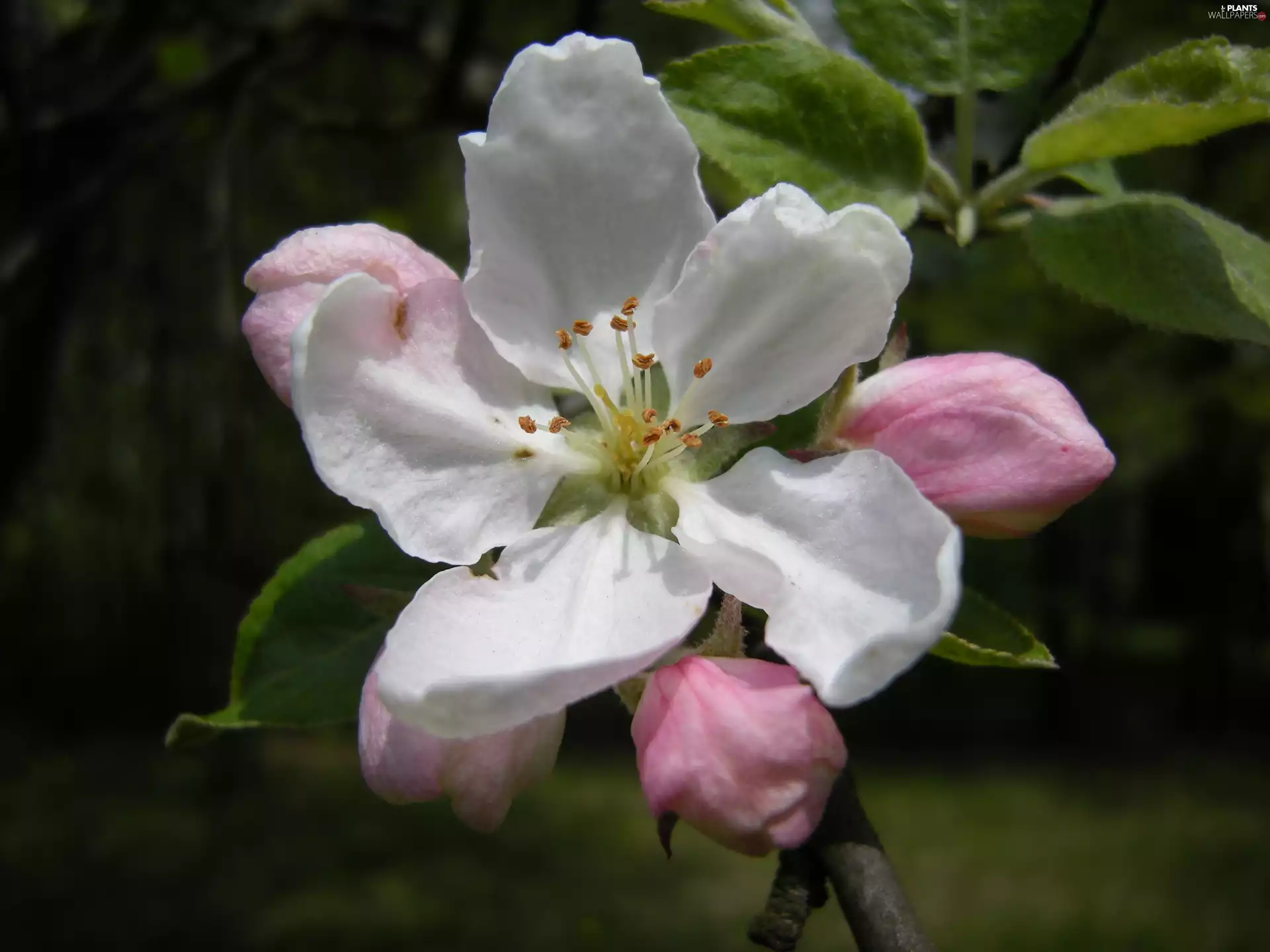 White, Apple Blossom