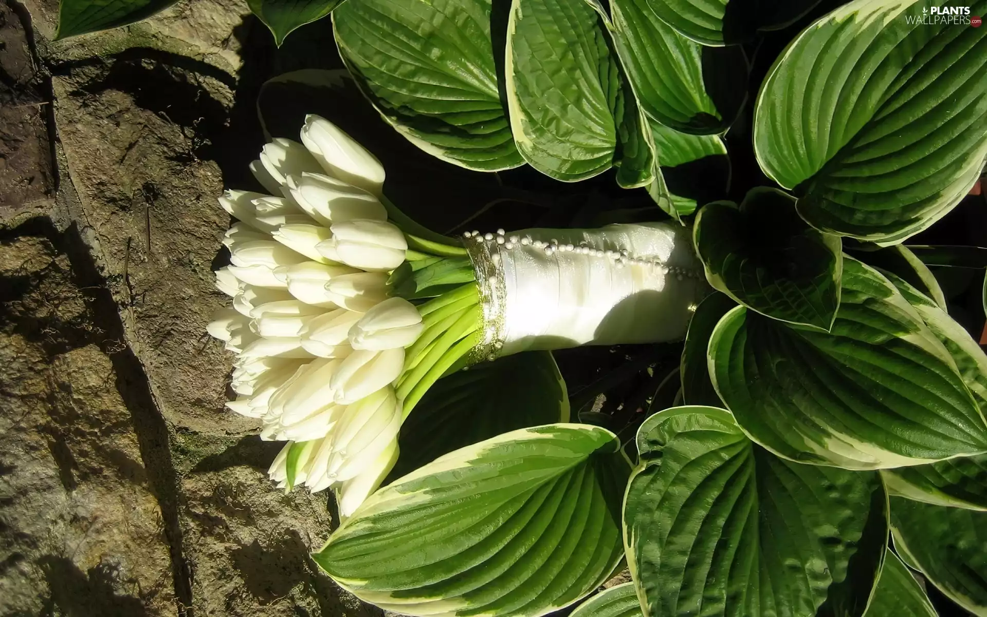 bouquet, Tulips, Leaf, White