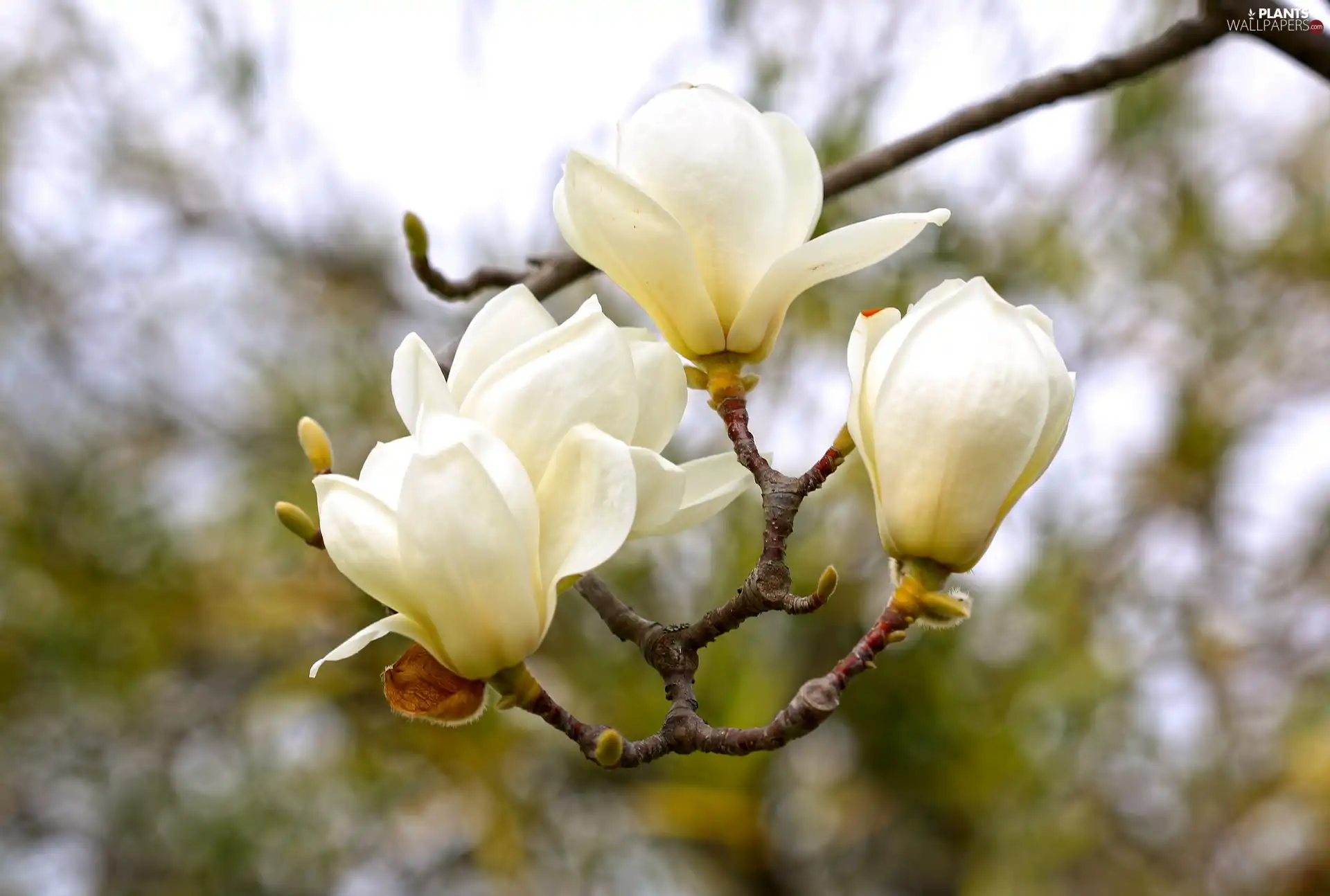branch, Flowers, Magnolia, White