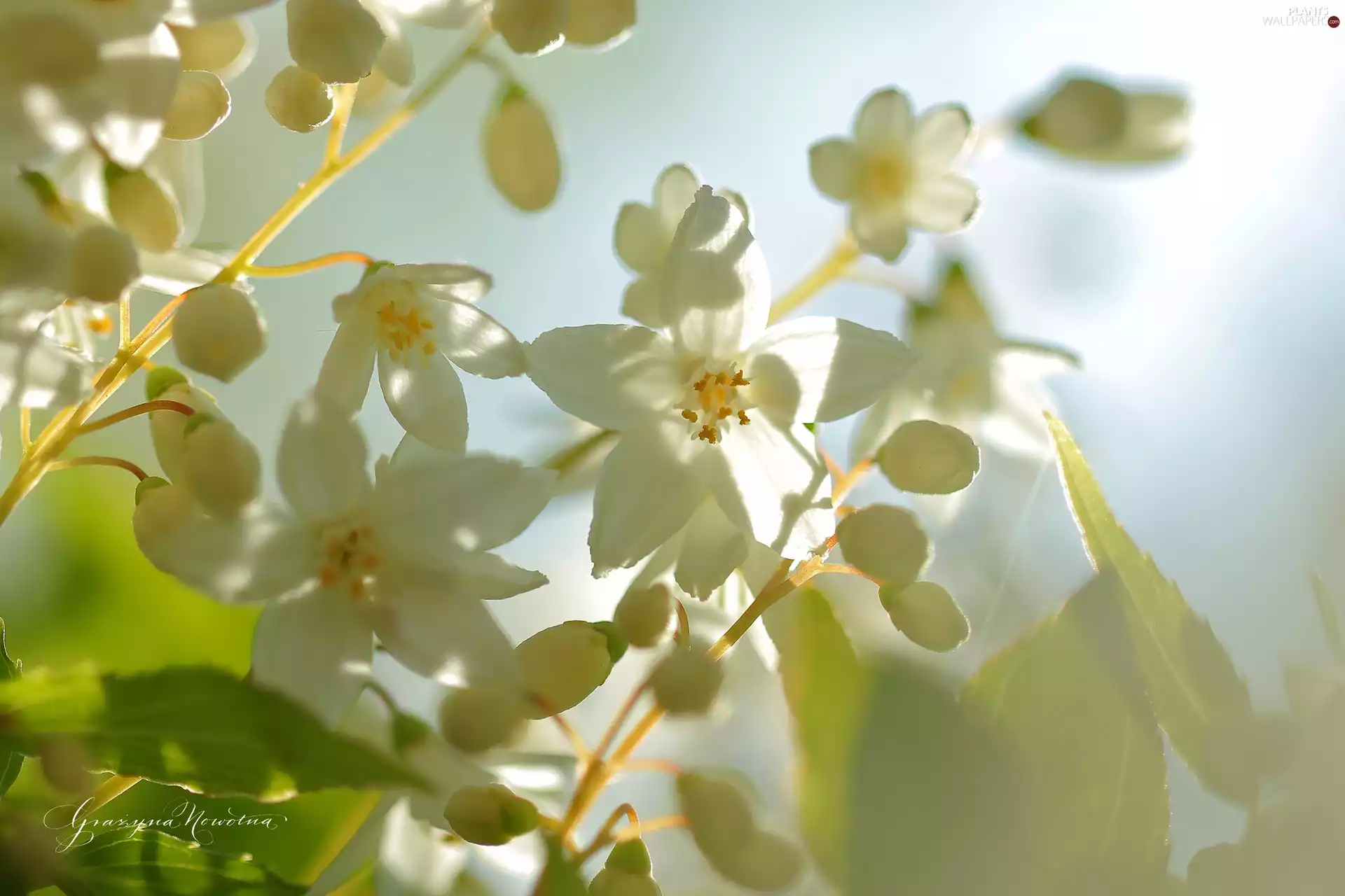 Bush, Flowers, jasmine, White